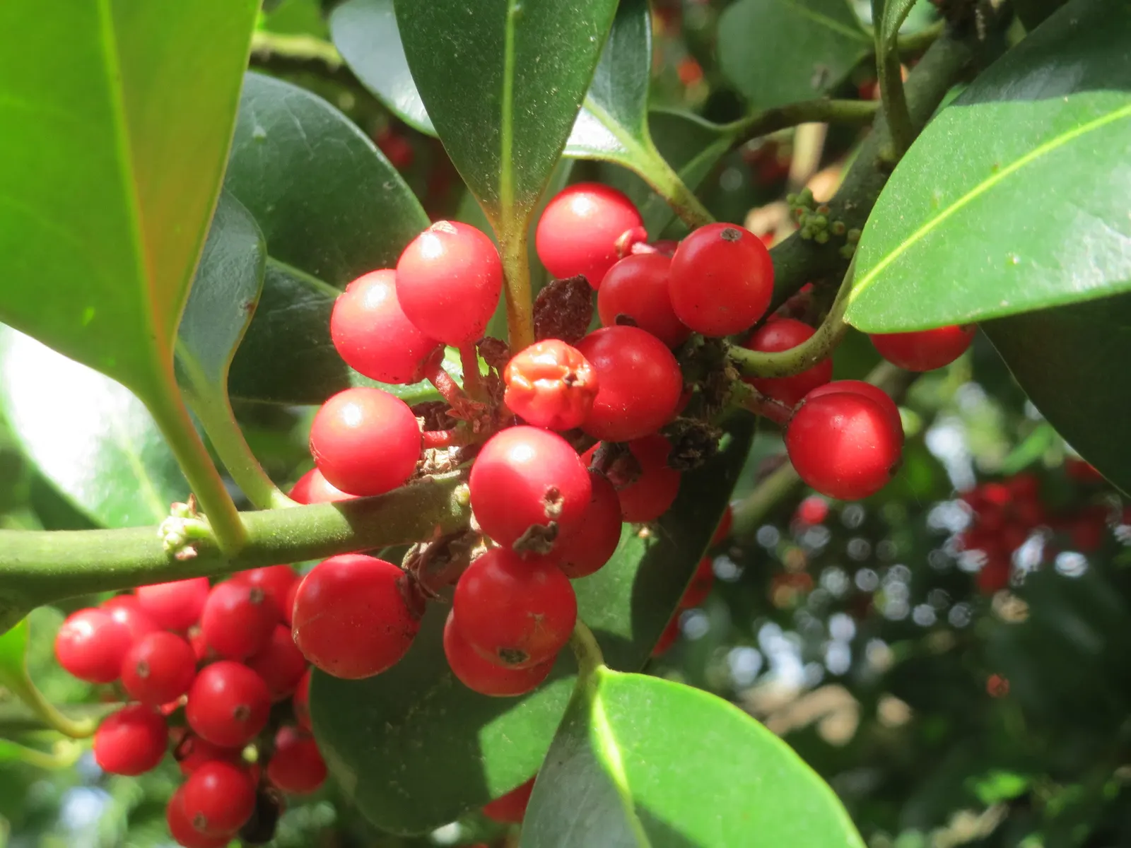 American Holly (Ilex Opaca) — Its ability to be pruned into a hedge or topiary form adds to its versatility in garden design; american Holly (Ilex, image 72