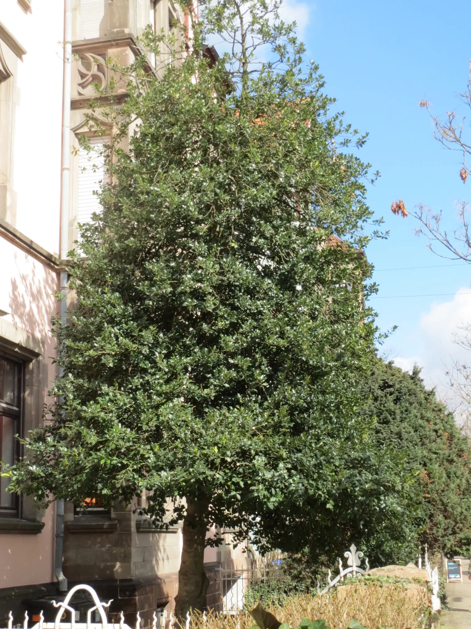 American Holly (Ilex Opaca) — Growing at a moderate pace; american Holly typically reaches heights of 15 to 30 feet with a spread of 10 to 20 feet at maturity