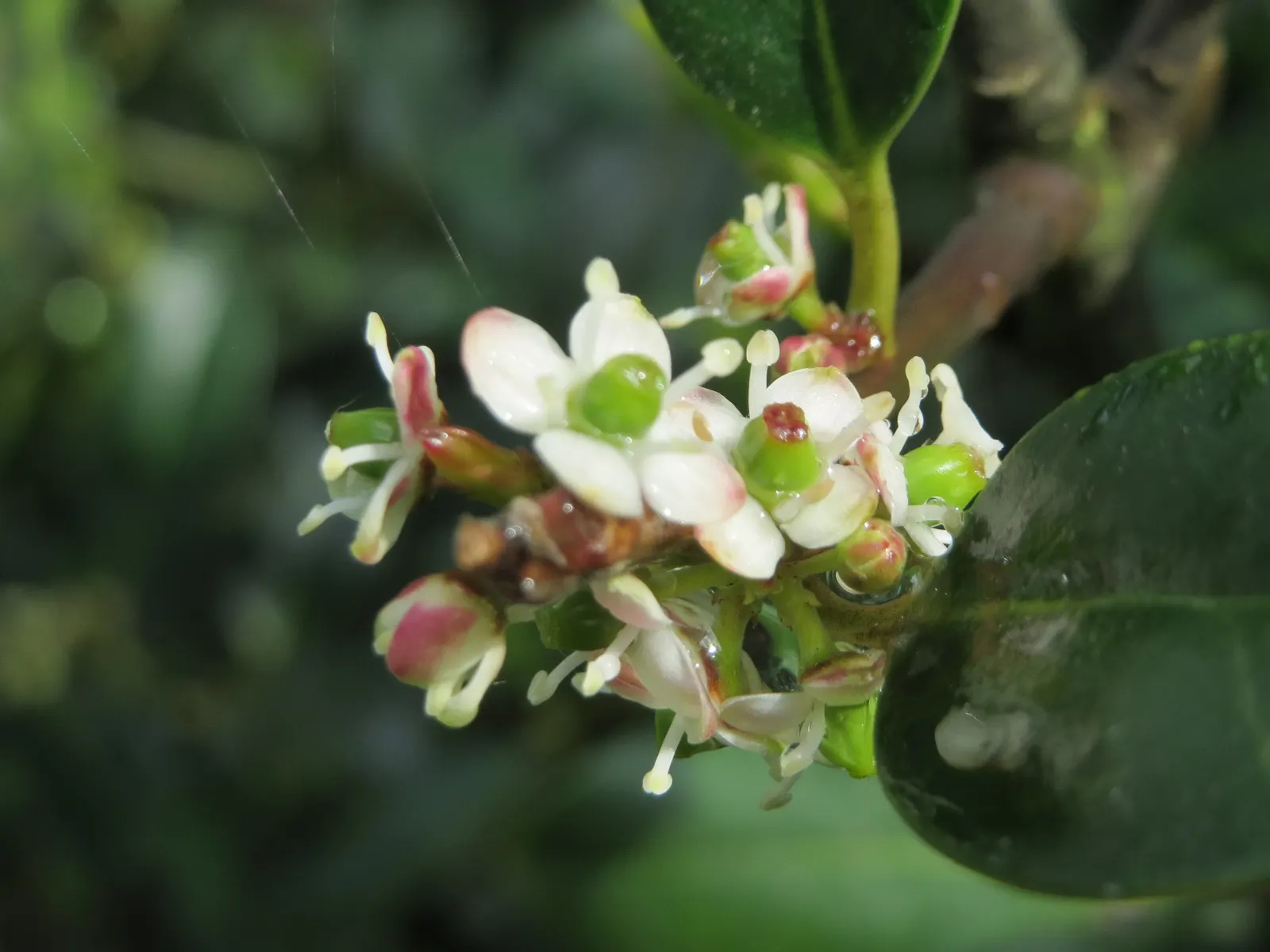 American Holly (Ilex Opaca) — and although it can adapt to a range of light conditions; ensure adequate space is allocated for its mature size and consider its