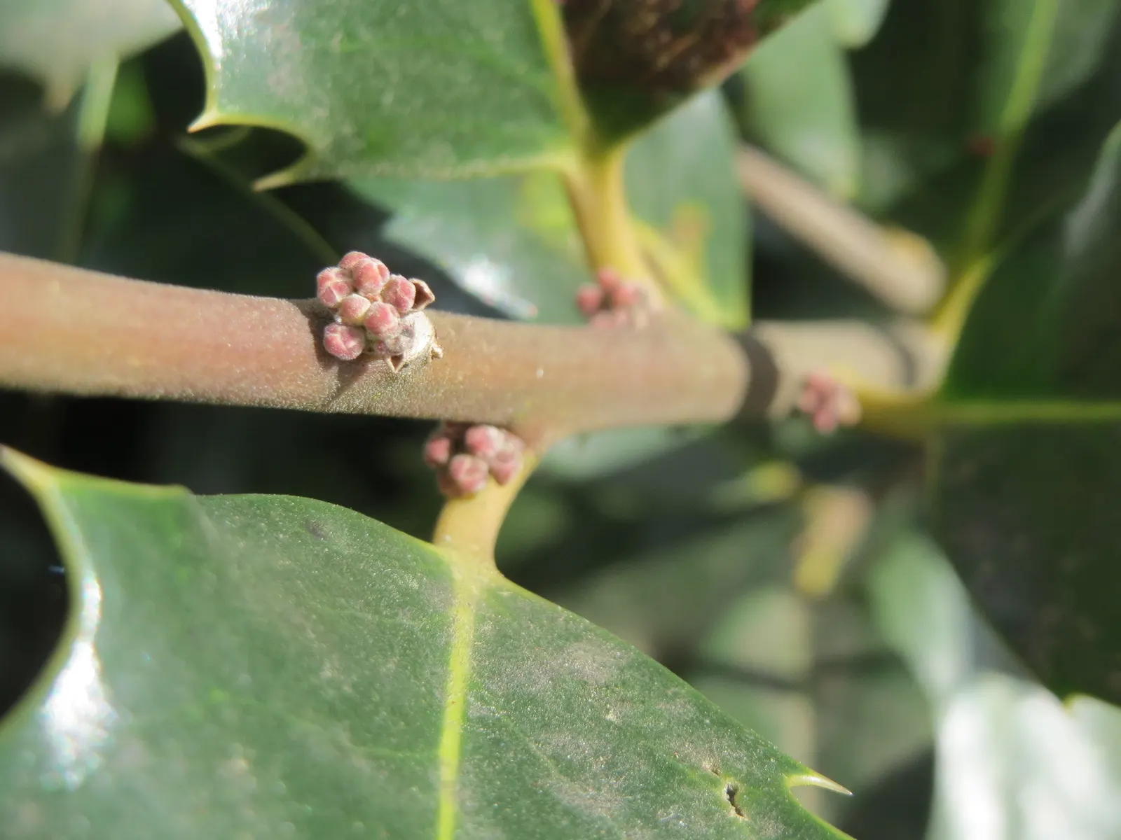 American Holly (Ilex Opaca) — it is as ecologically beneficial as it is aesthetically pleasing; white flowers in the garden, image 93
