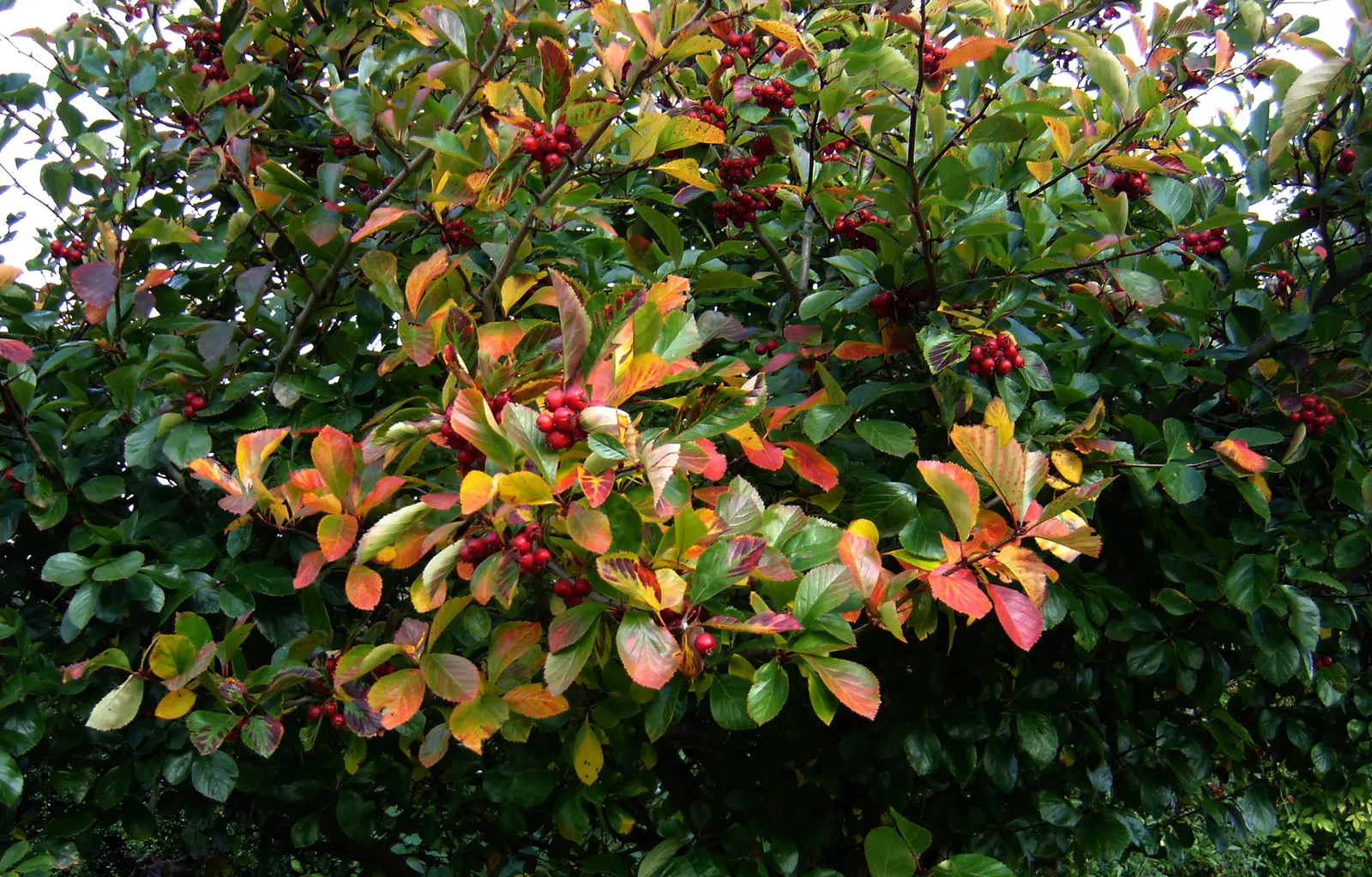 Broad-Leaved Cockspur Hawthorn (Crataegus Persimilis 'Prunifolia') — Noted for its glossy, deep green foliage, white flowers, and red fall berries, it provides