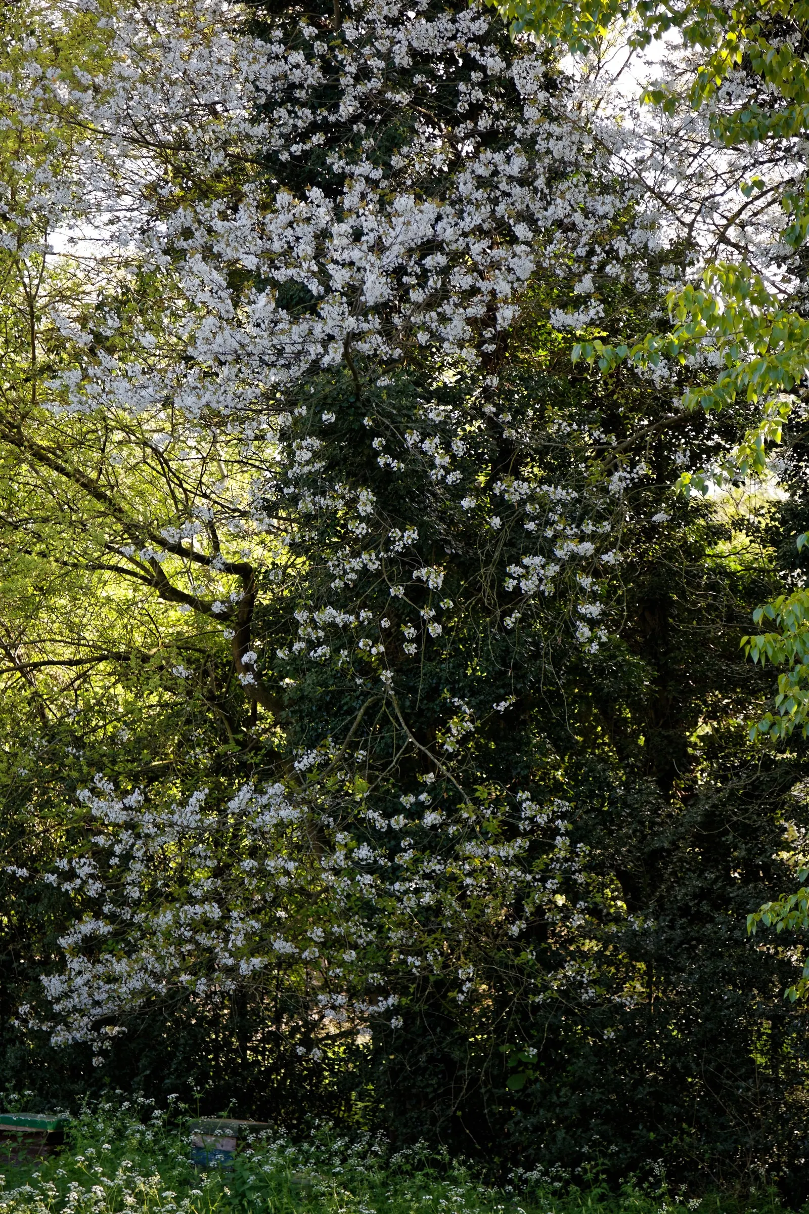 Broad-Leaved Cockspur Hawthorn (Crataegus Persimilis 'Prunifolia') — is a deciduous tree with a broad