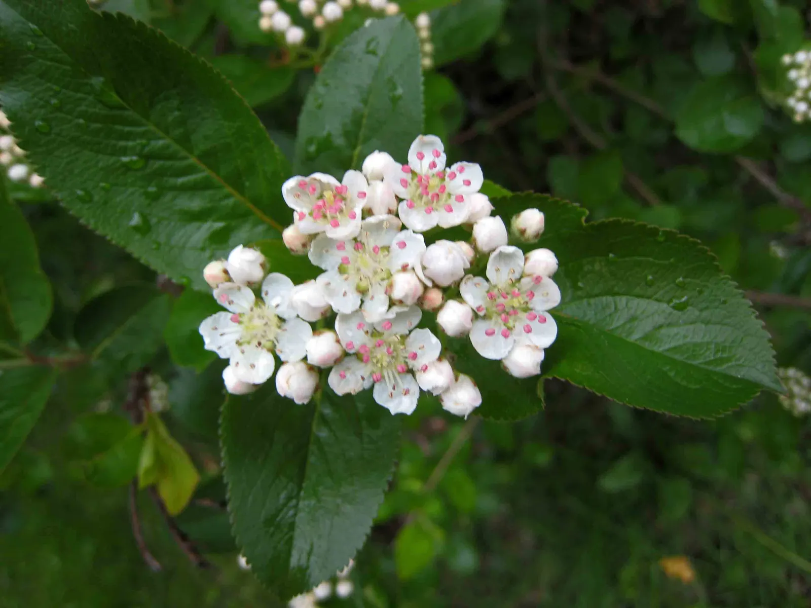 Broad-Leaved Cockspur Hawthorn (Crataegus Persimilis 'Prunifolia') — maturing at about 25 feet tall and 25 feet wide