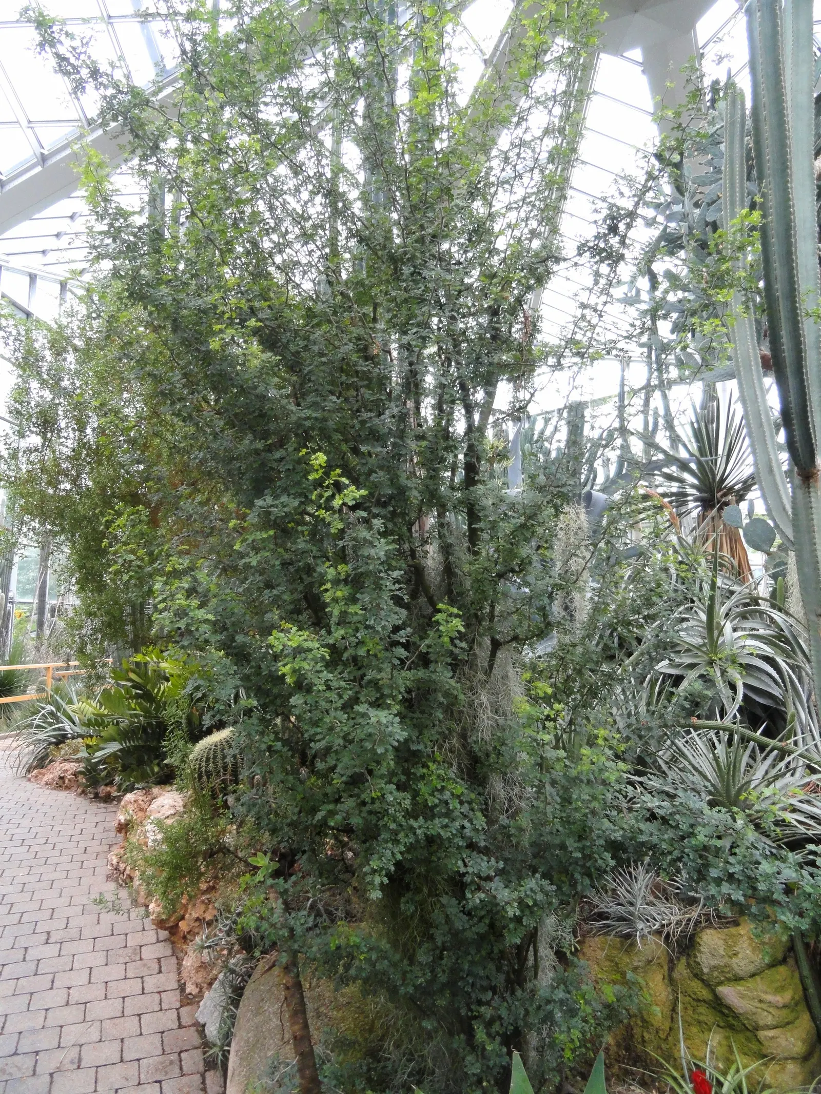 Mexican Ebony (Havardia Mexicana) — small to medium-sized tree reaching heights of 15-30 feet with a dense