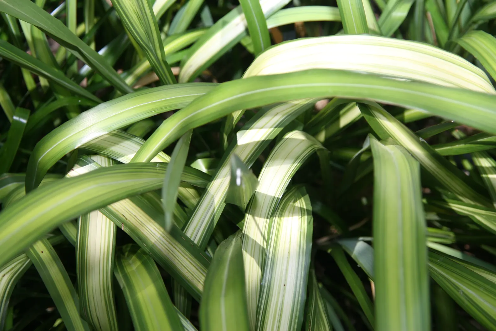 Yellow Wave Flax (Phormium 'Yellow Wave') — Its arching, sword-like leaves are a bright yellow-green, featuring bold yellow stripes