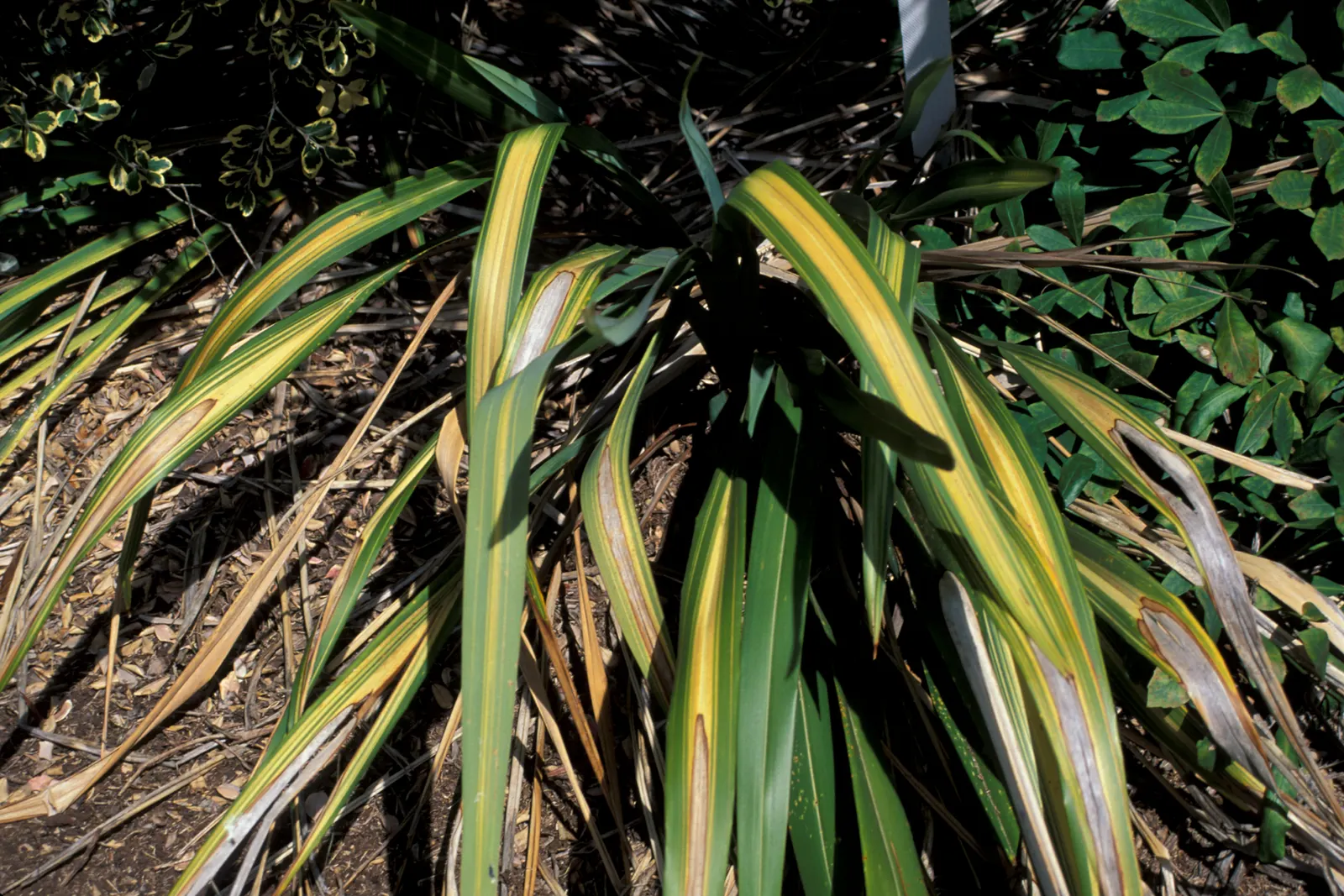 Yellow Wave Flax (Phormium 'Yellow Wave') — Maturing to about 4 feet high and wide, this evergreen adds vibrant texture to gardens