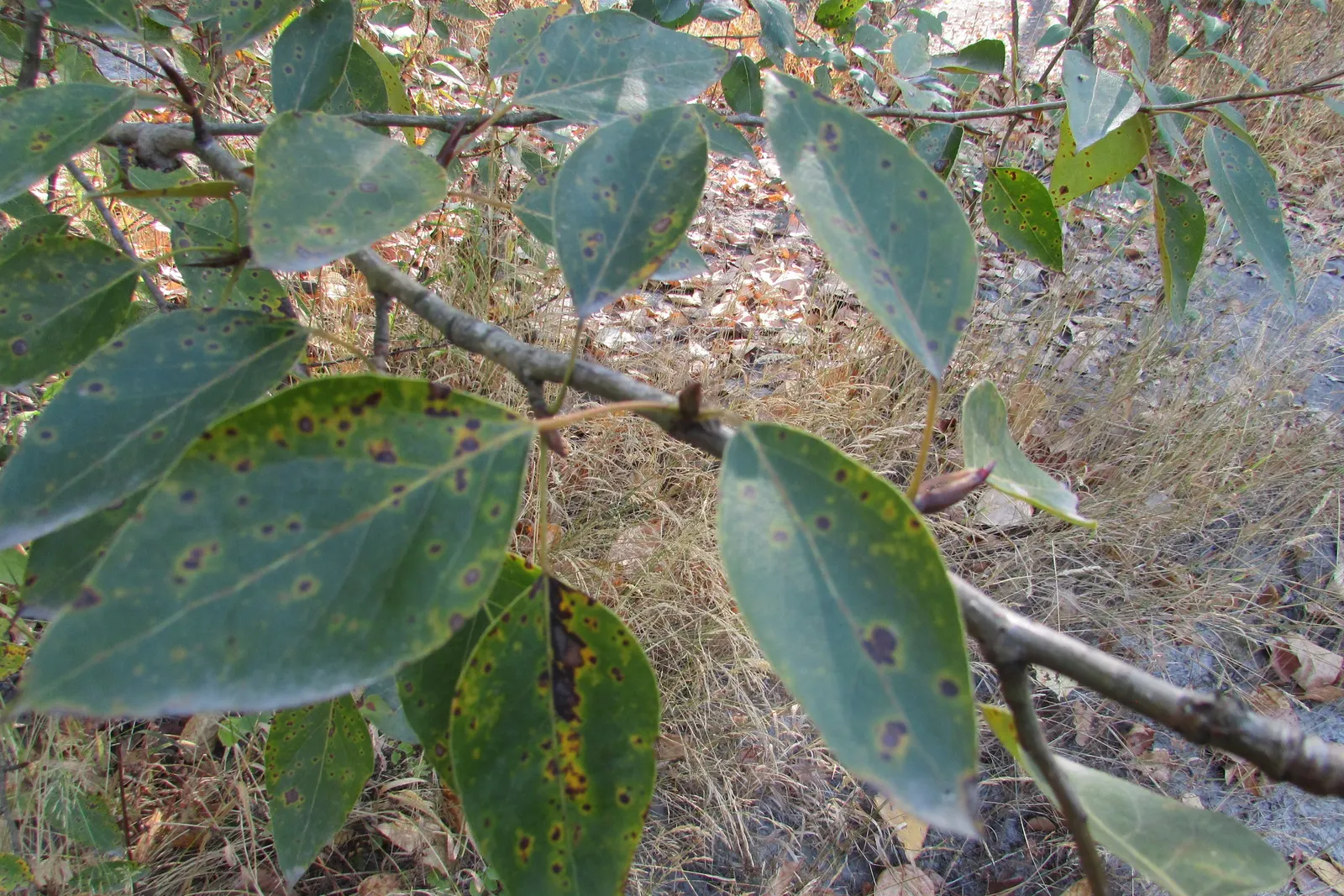 Red Alder (Alnus Rubra) — Noted for its smooth gray bark and serrated leaves, it features catkins and small cones