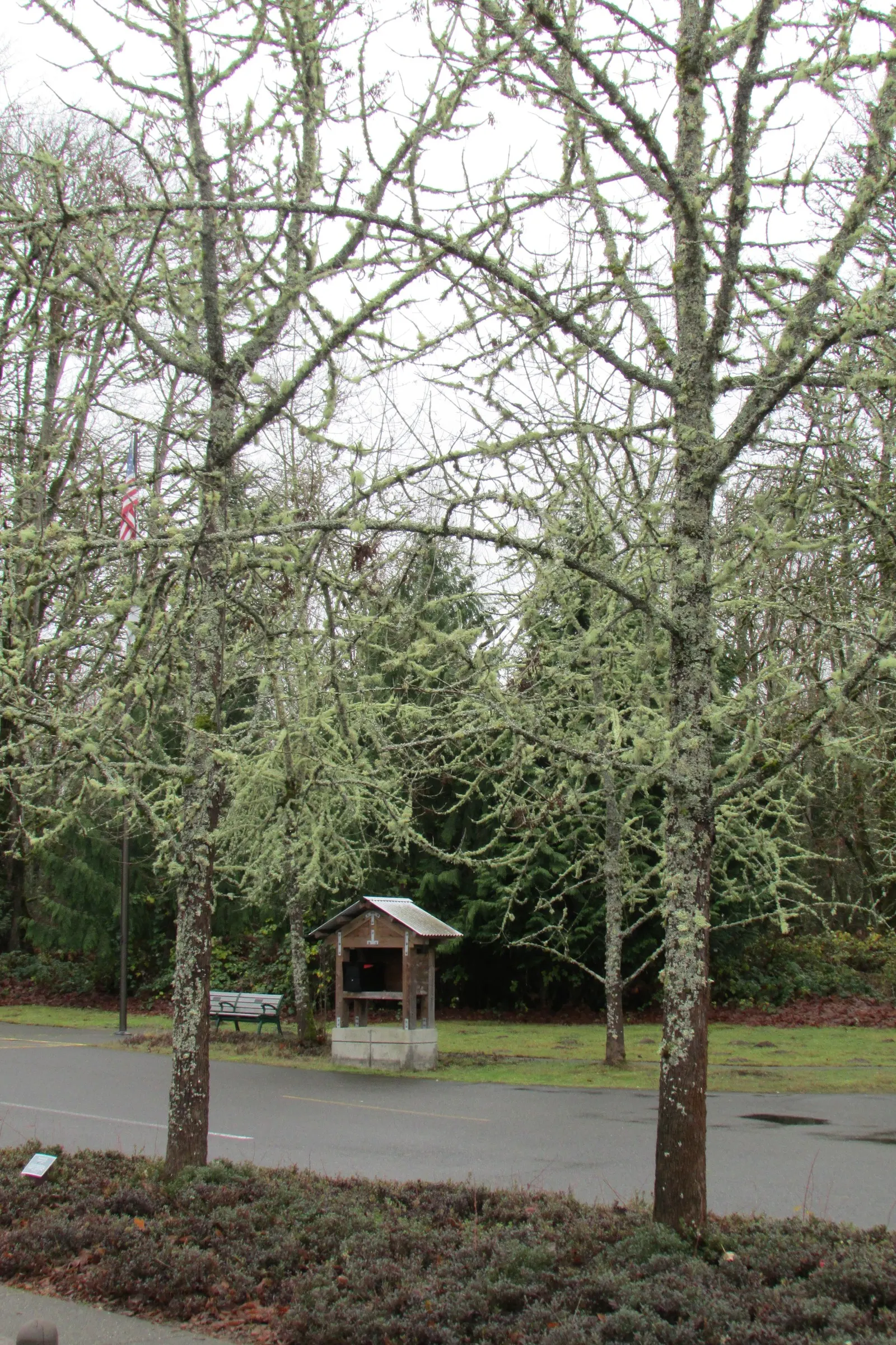 Red Alder (Alnus Rubra) — benefiting surrounding plantings.<br><br>When designing landscapes