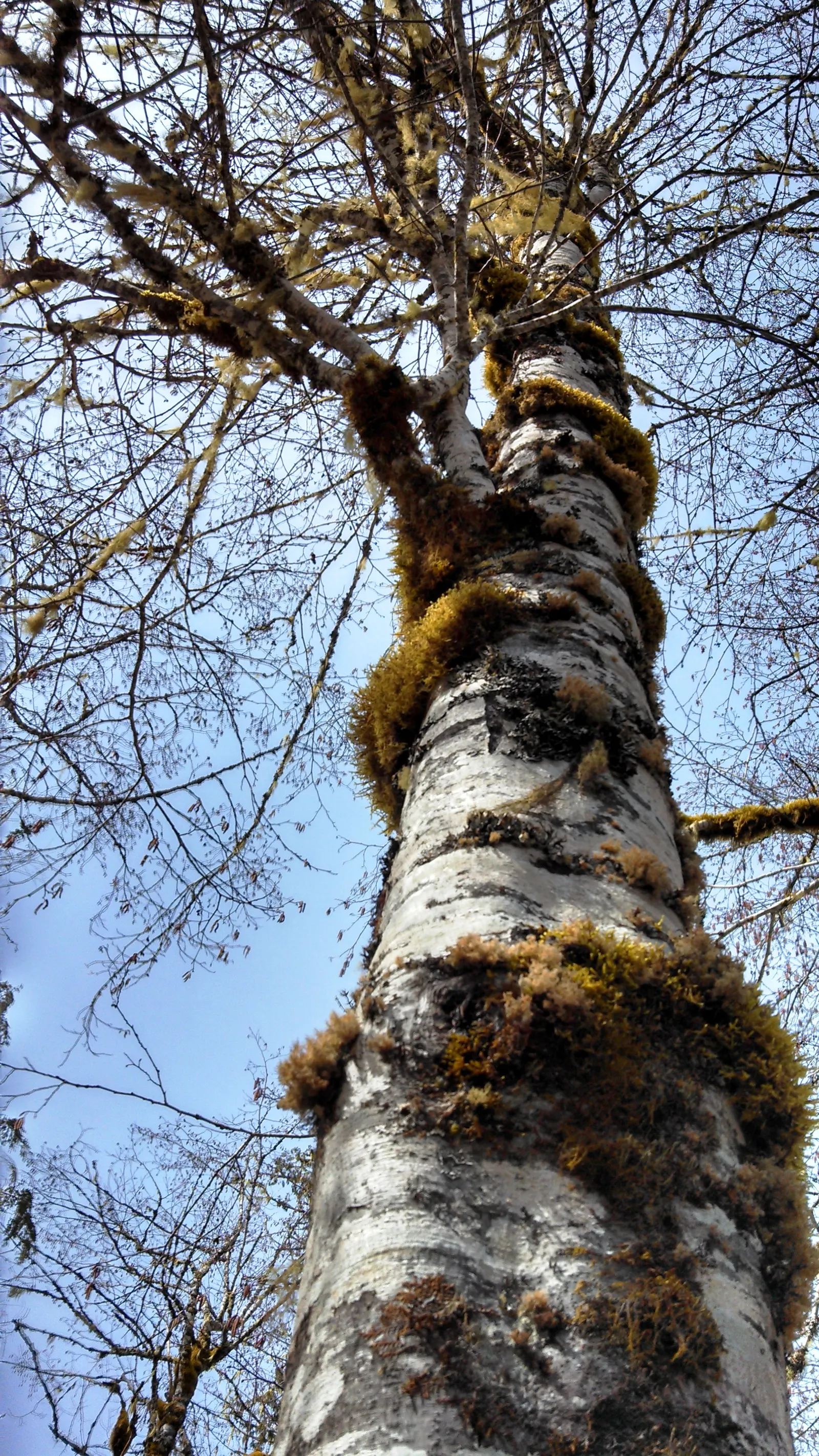 Red Alder (Alnus Rubra) — Often reaching heights between 40 and 70 feet; green and yellow flowers in the garden