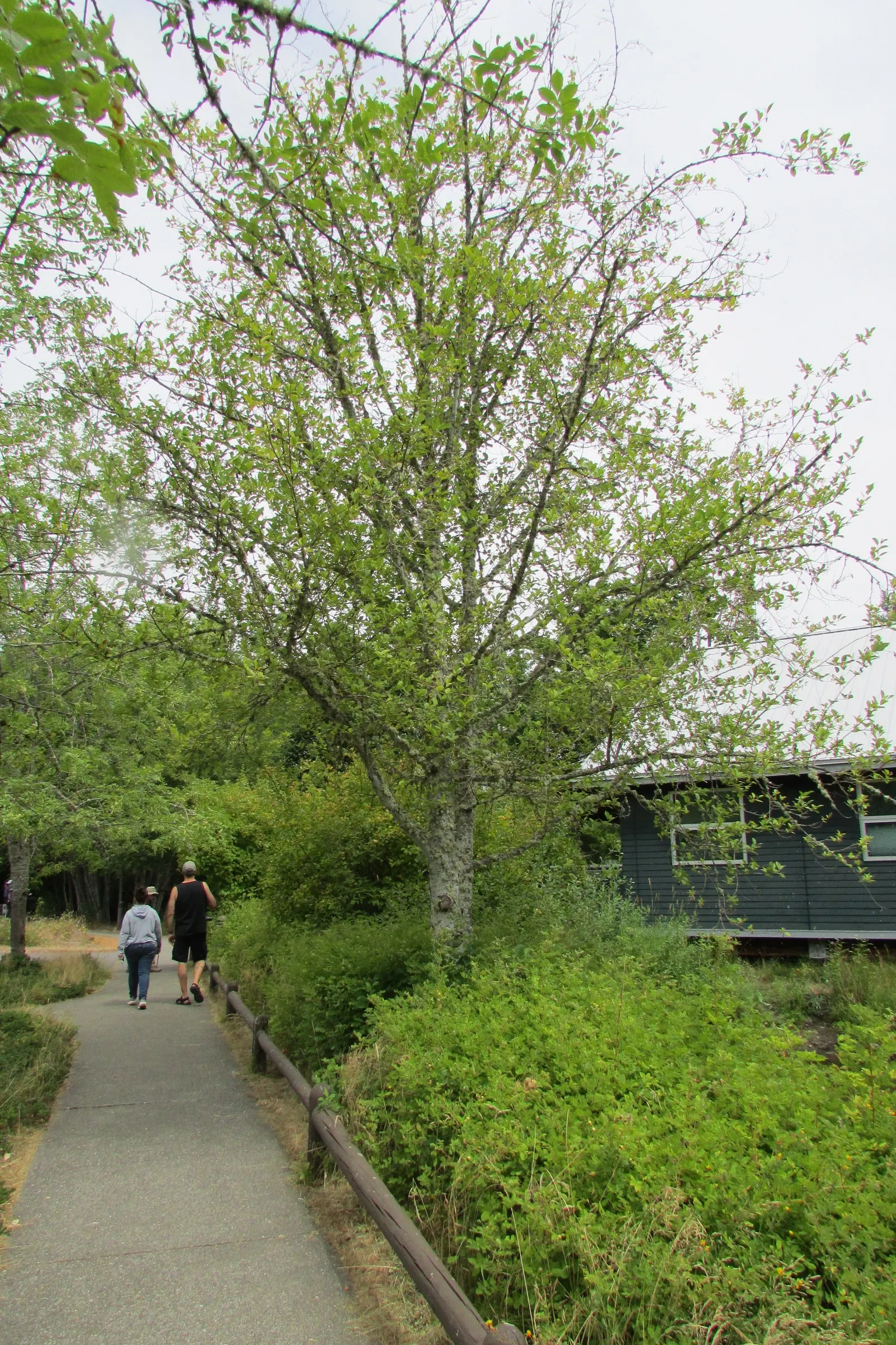 Red Alder (Alnus Rubra) — adding year-round interest; tree with green and yellow blooms