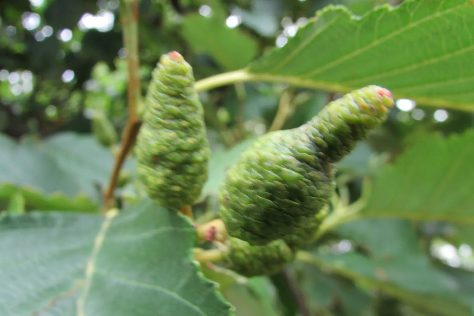 Red Alder (Alnus Rubra) — Alder enriches soil by fixing nitrogen, making it beneficial for companion plants; red Alder (Alnus rubra) is a deciduous tree native