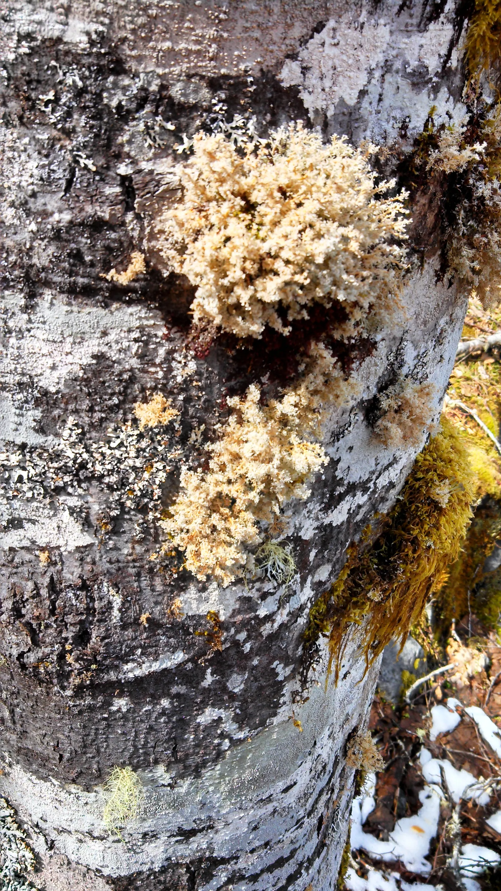 Red Alder (Alnus Rubra) — woody cones that persist through winter