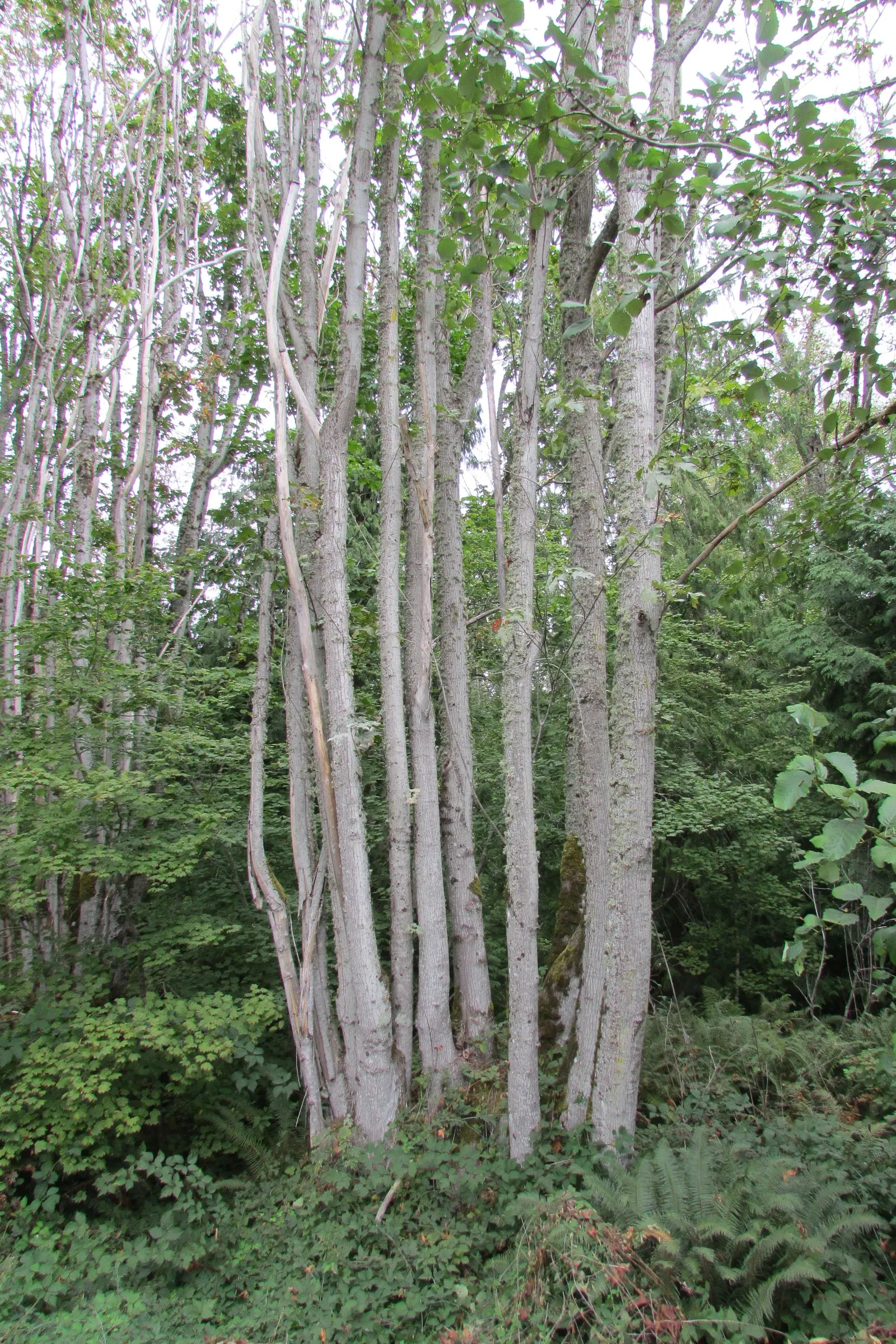 Red Alder (Alnus Rubra) — tree for full or half or shade