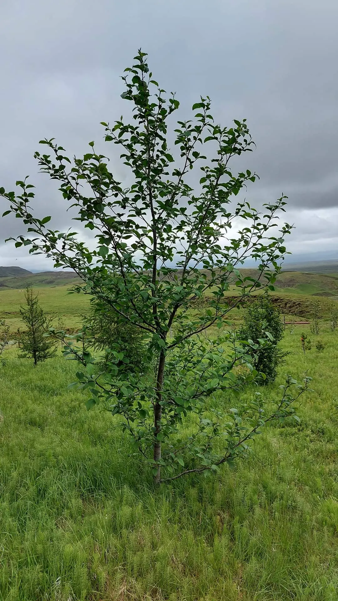 Red Alder (Alnus Rubra) — Red Alder (Alnus rubra) is a deciduous tree native to the Pacific Northwest