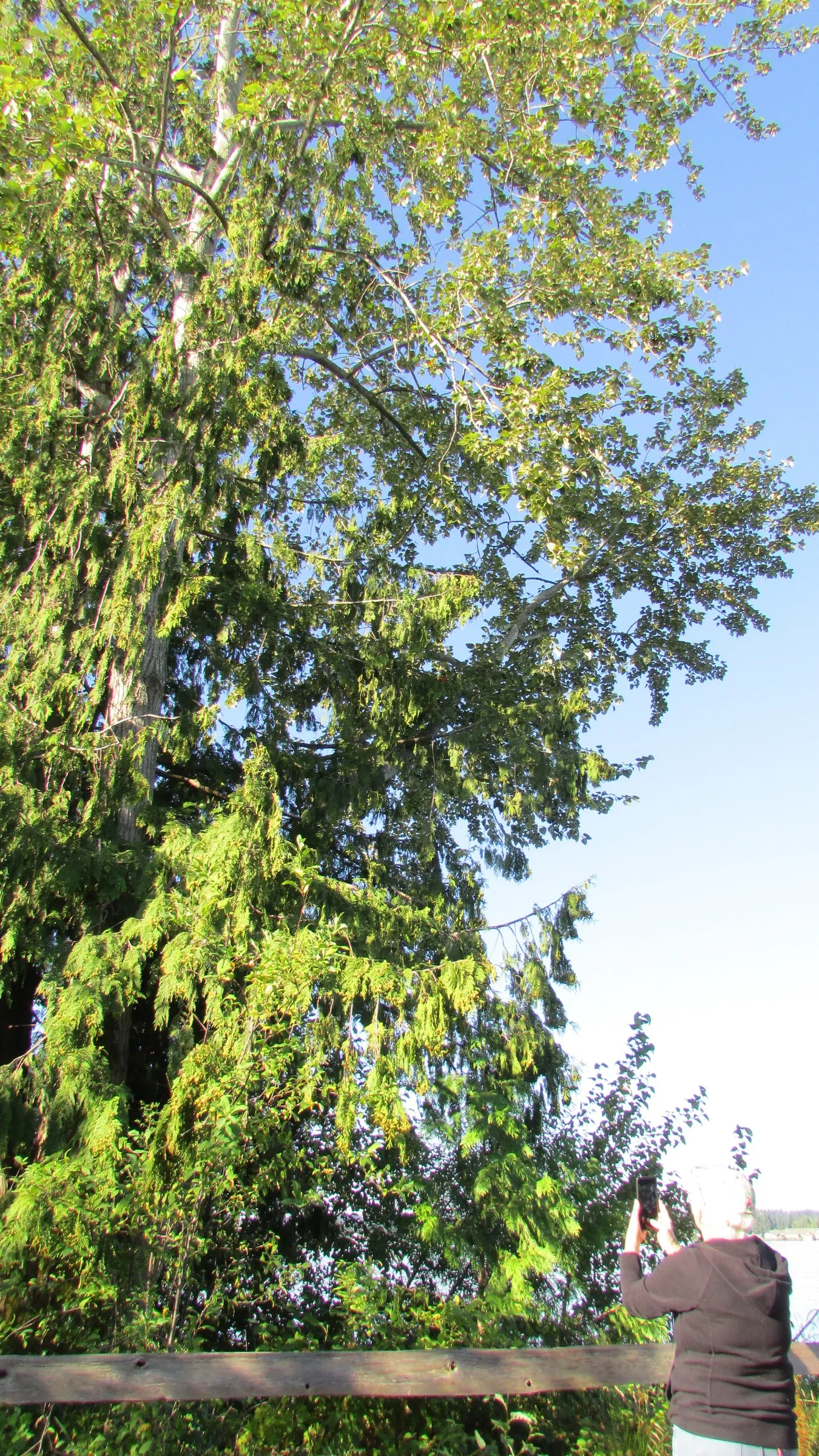 Red Alder (Alnus Rubra) — Ideal for creating natural screens or riparian buffers in landscape designs