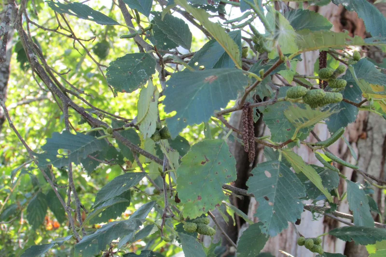 Red Alder (Alnus Rubra) — tolerating a variety of soil conditions; woody cones that persist through winter