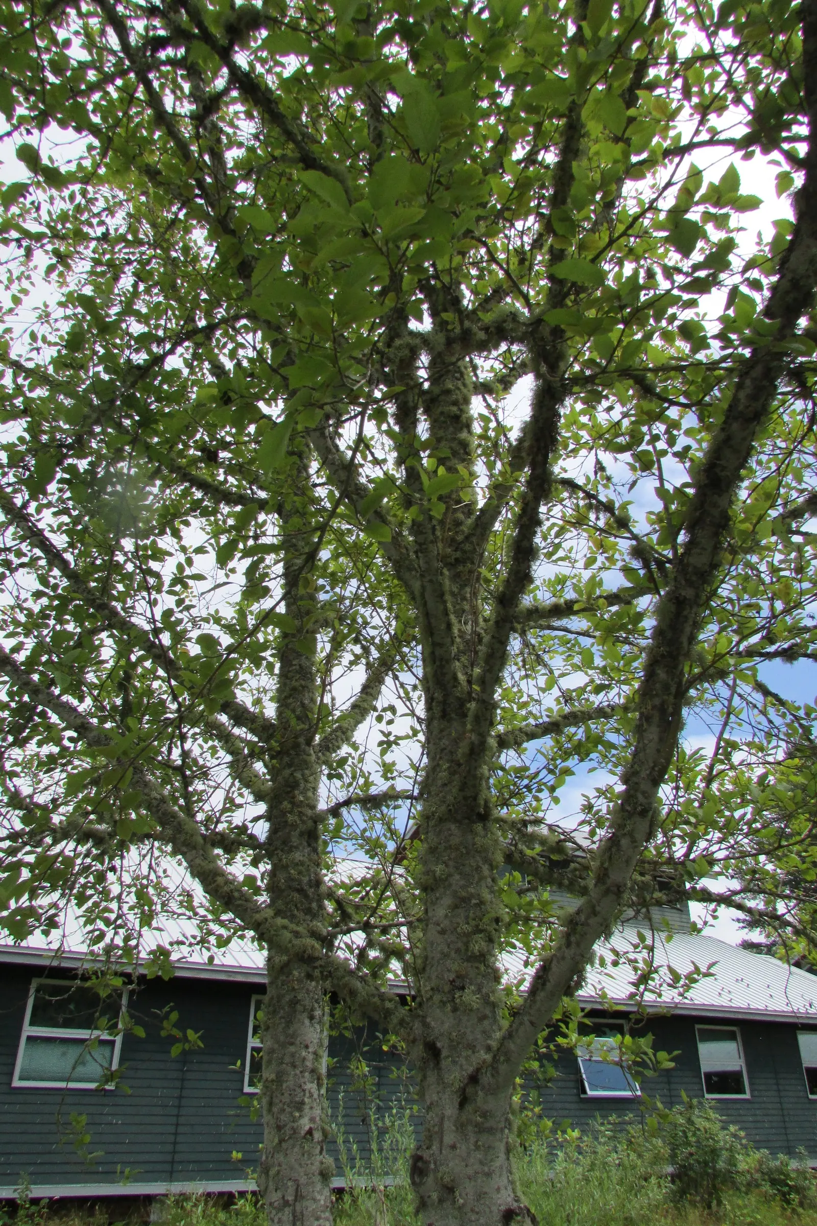 Red Alder (Alnus Rubra) — the bark develops a rugged