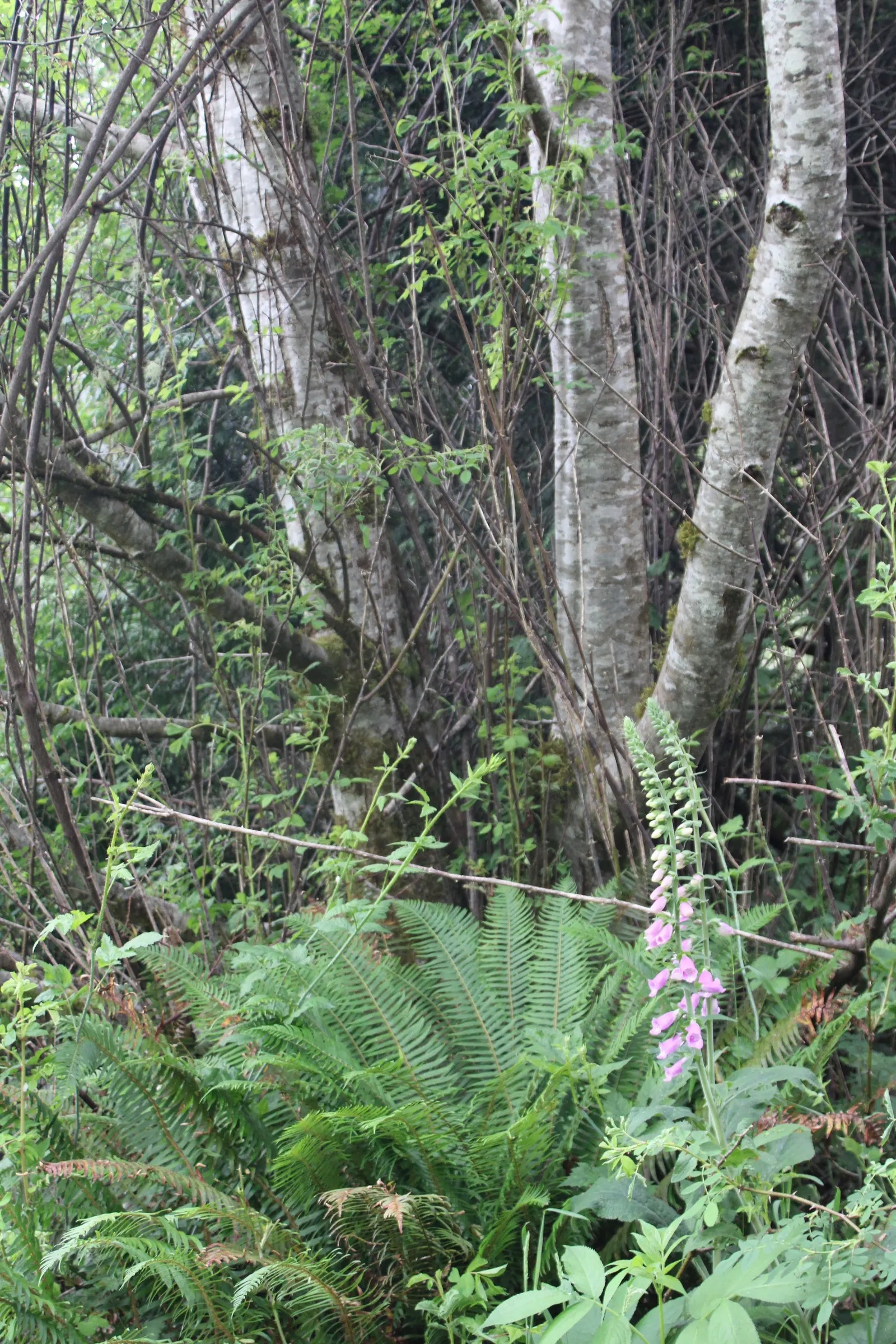 Red Alder (Alnus Rubra) — with a canopy width of roughly 20 to 30 feet
