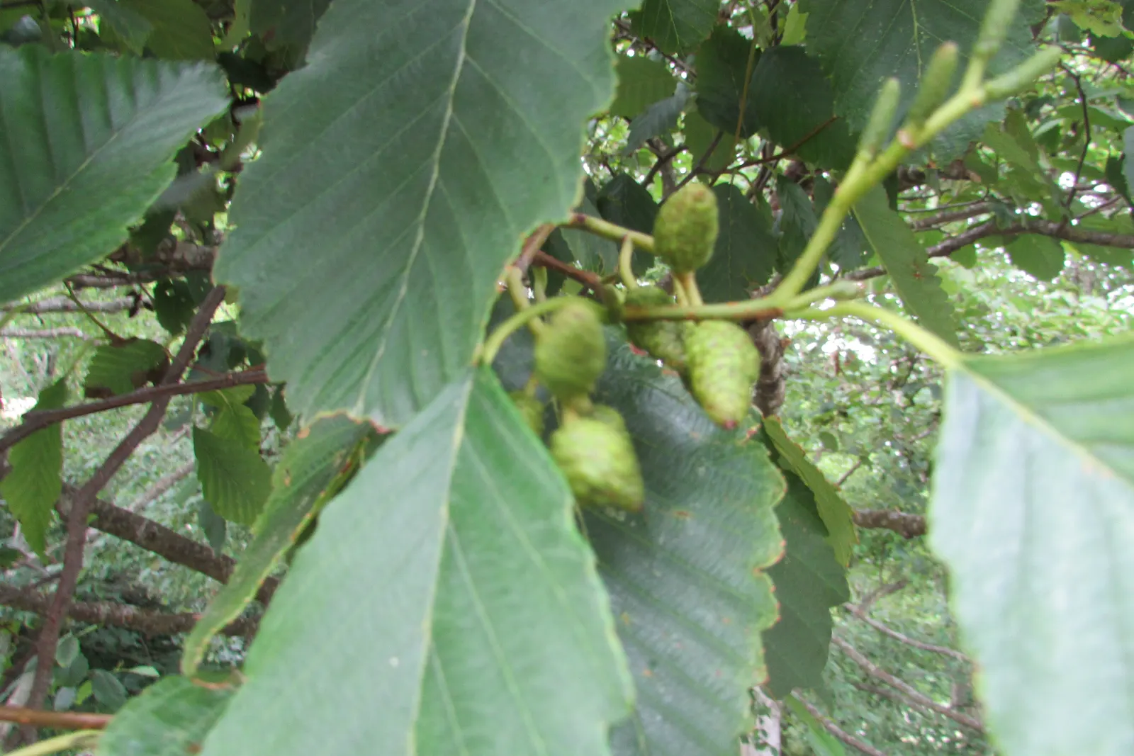 Red Alder (Alnus Rubra) — which can significantly enrich nutrient-poor soils