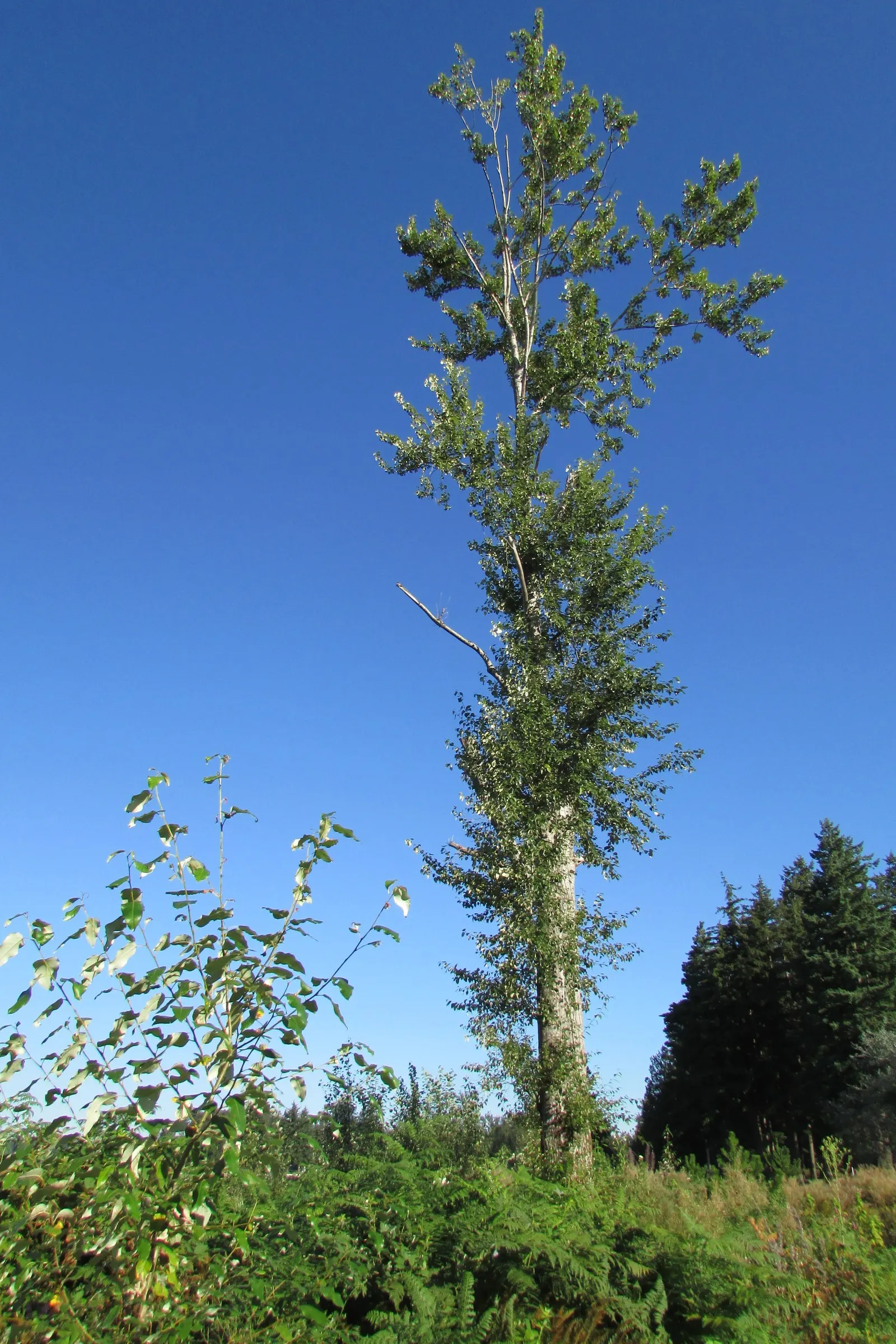 Red Alder (Alnus Rubra) — Often reaching heights between 40 and 70 feet