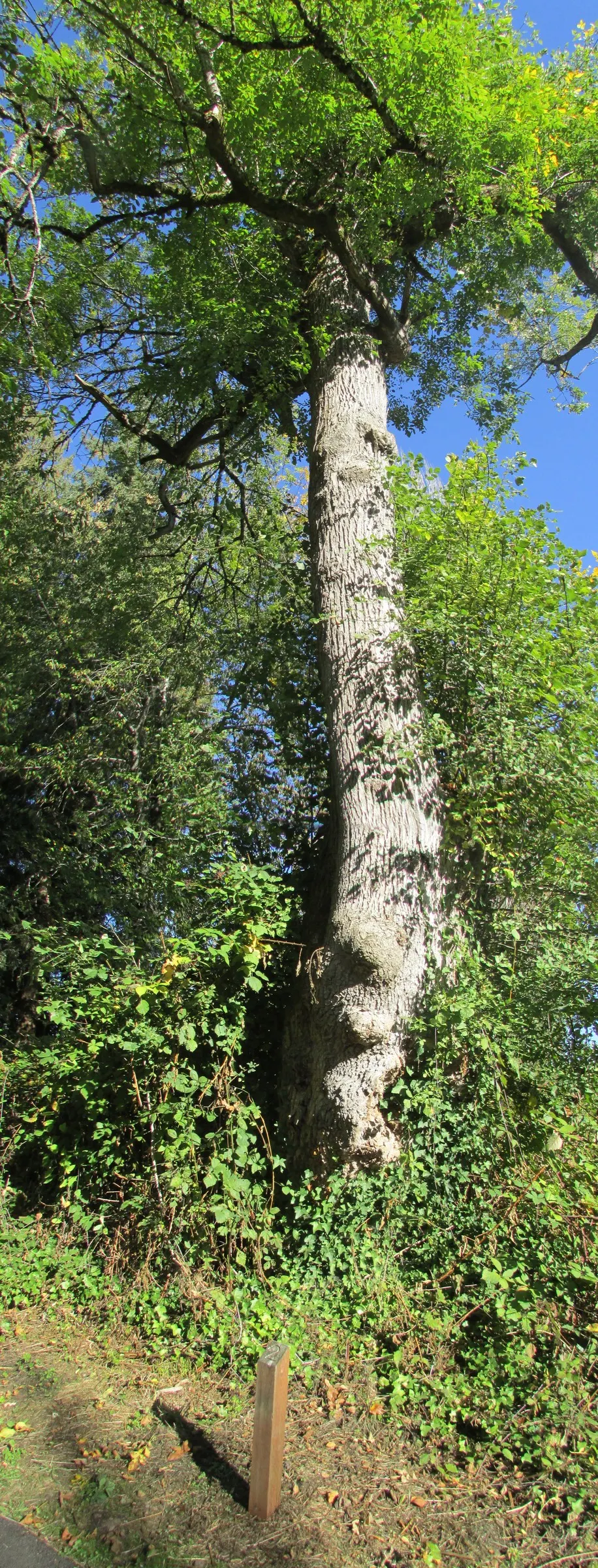 Red Alder (Alnus Rubra) — It thrives in moist environments, quickly reaching 50-80 feet high with a 20-30 feet canopy spread