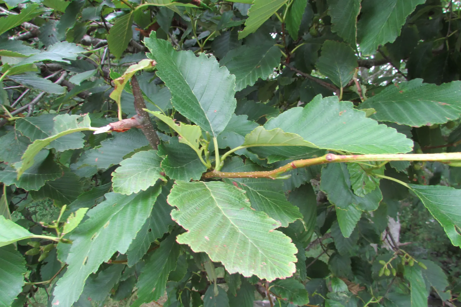 Red Alder (Alnus Rubra) — tolerating a variety of soil conditions