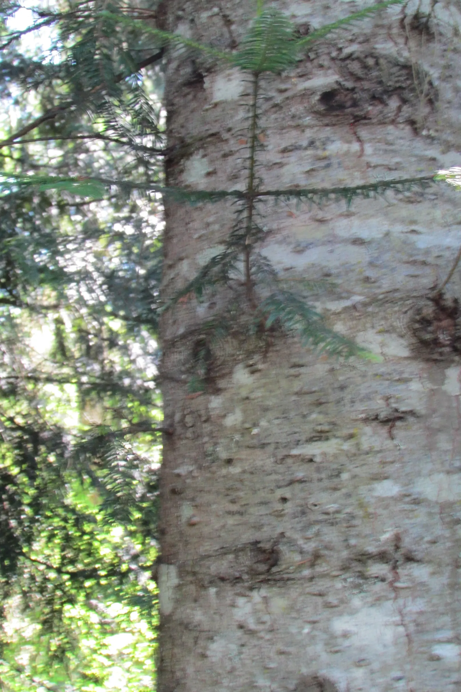Red Alder (Alnus Rubra) — Red Alder (Alnus rubra) is a deciduous tree native to the Pacific Northwest; alder enriches soil by fixing nitrogen, making it