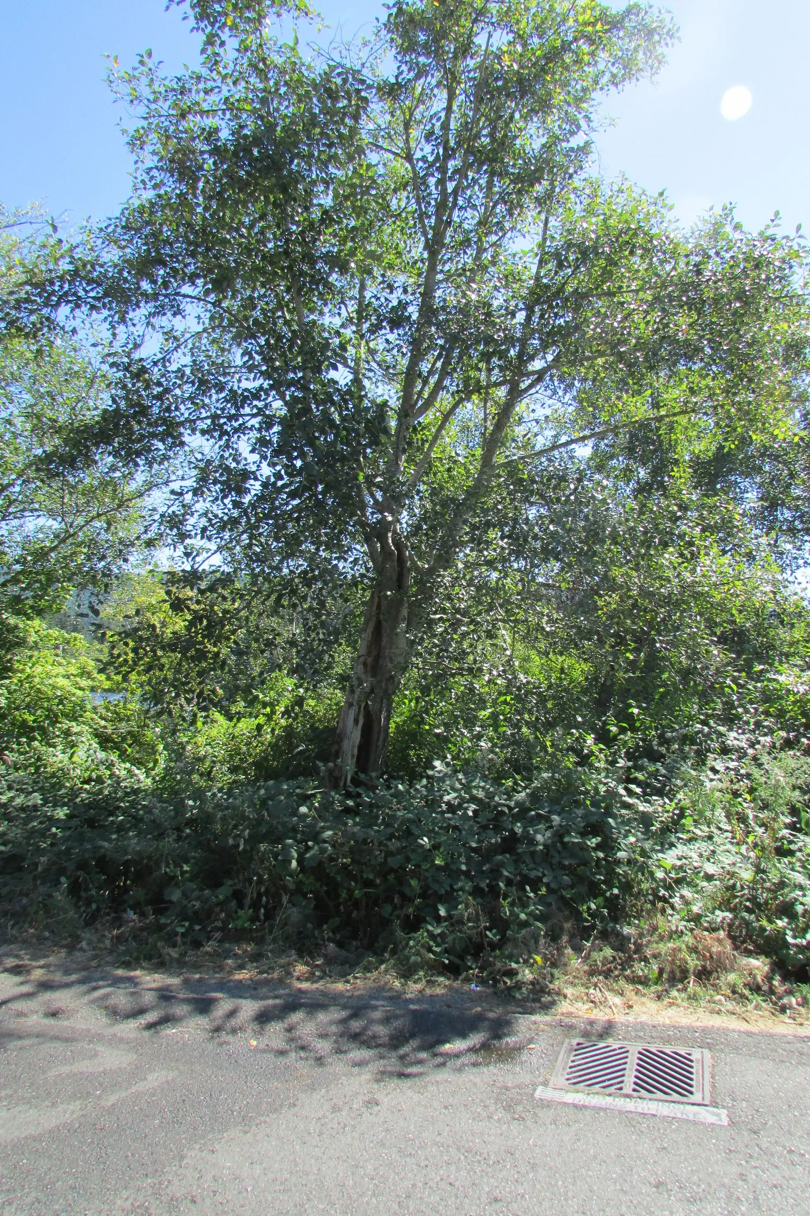 Red Alder (Alnus Rubra) — the bark develops a rugged; it thrives in moist environments, quickly reaching 50-80 feet high with a 20-30 feet canopy spread
