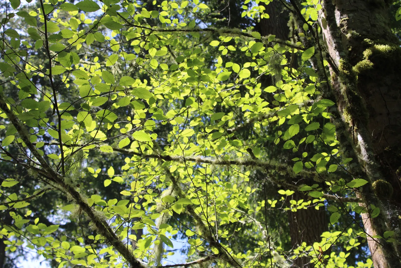 Red Alder (Alnus Rubra) — It thrives in moist environments, quickly reaching 50-80 feet high with a 20-30 feet canopy spread; the bark develops a rugged