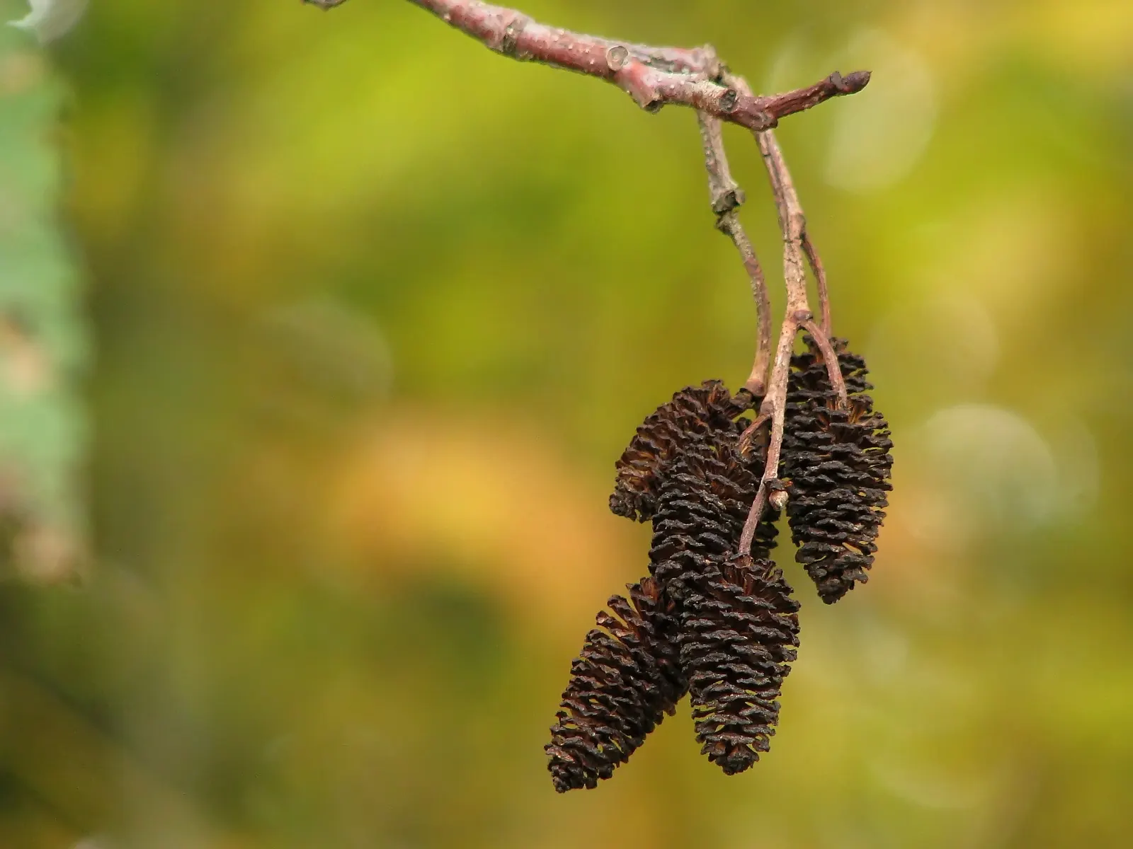 Red Alder (Alnus Rubra) — The Red Alder (Alnus rubra) is a deciduous tree esteemed for its adaptability and rapid growth