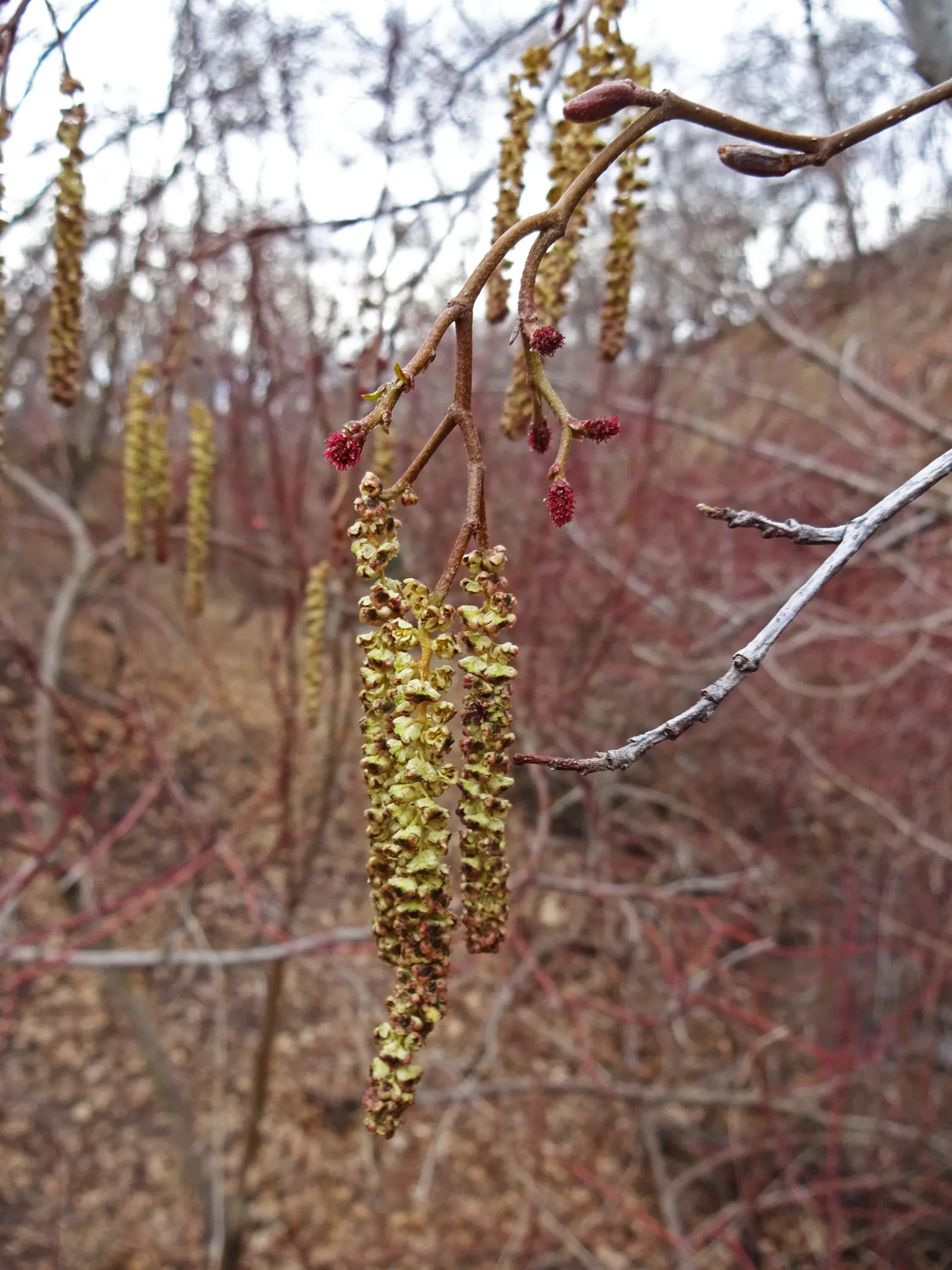 Red Alder (Alnus Rubra) — suitable for understory plantings.<br><br>Its bark showcases hues of gray and white