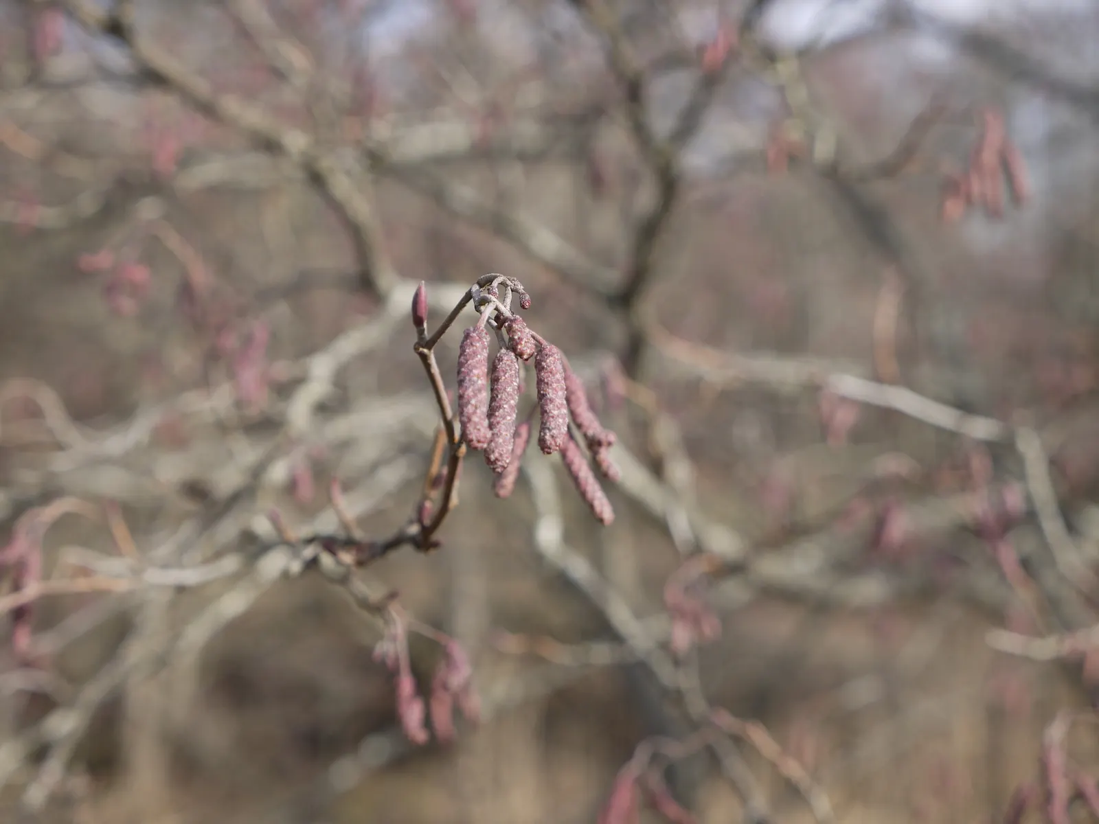 Red Alder (Alnus Rubra) — with a canopy width of roughly 20 to 30 feet; ideal for creating natural screens or riparian buffers in landscape designs