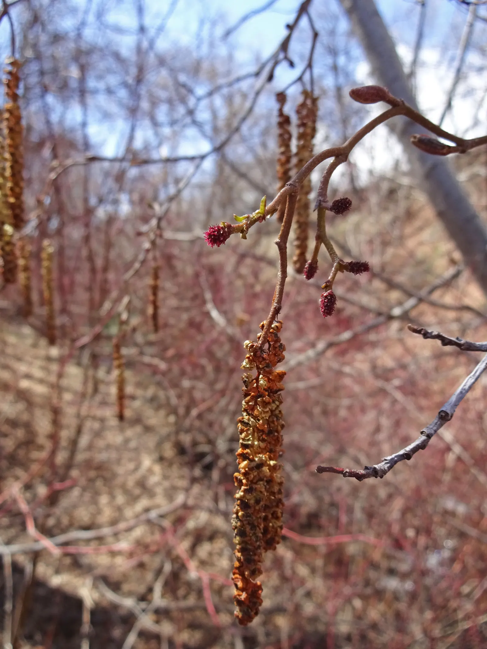 Red Alder (Alnus Rubra) — adding year-round interest