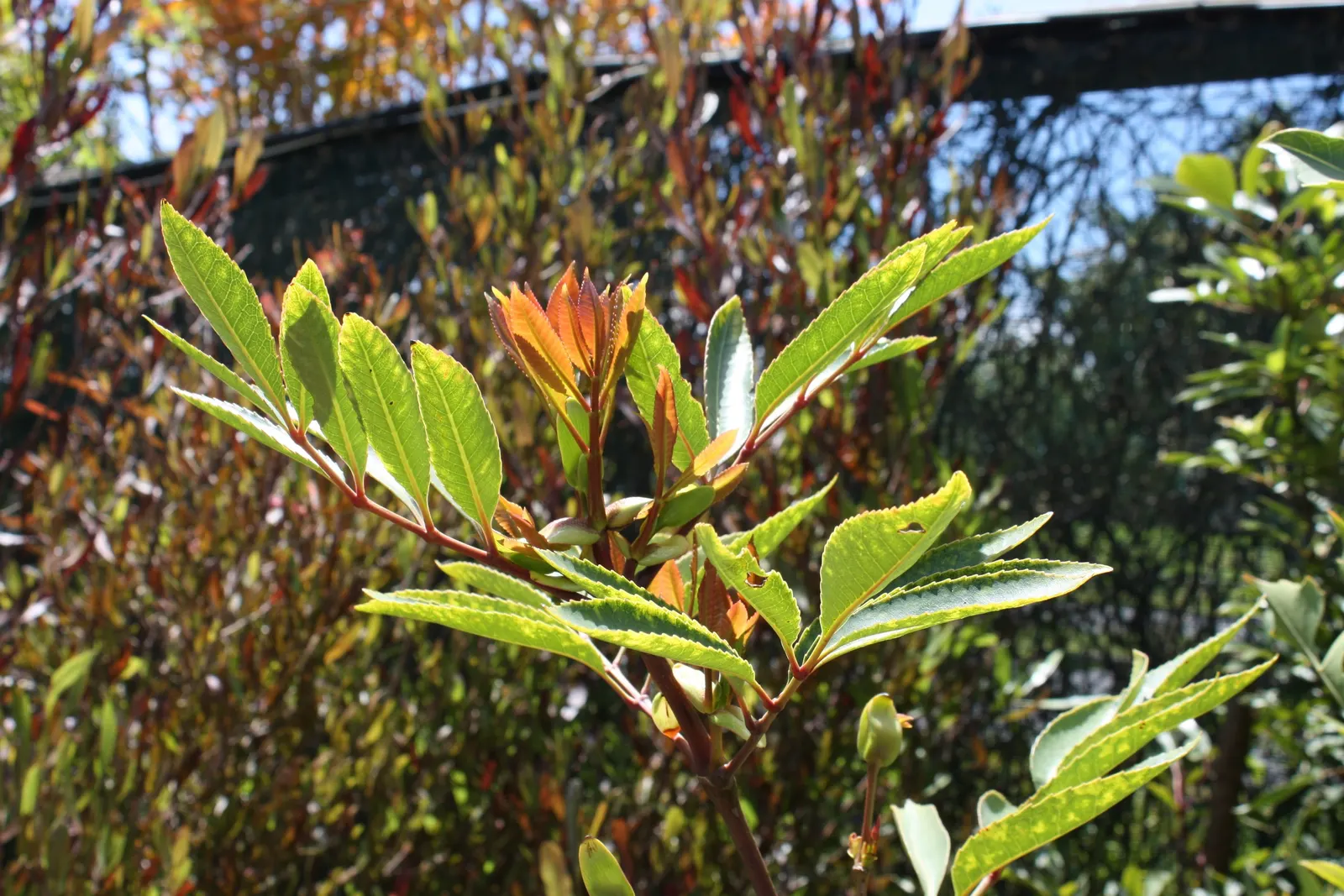 Red Alder (Alnus Rubra) — The tree's leaves are notable for their ovate shape and serrated edges