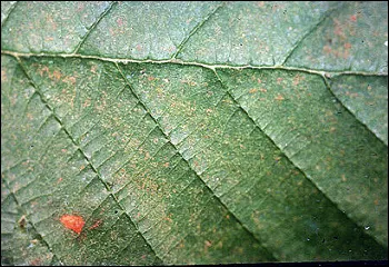 Red Alder (Alnus Rubra) — Alder enriches soil by fixing nitrogen, making it beneficial for companion plants