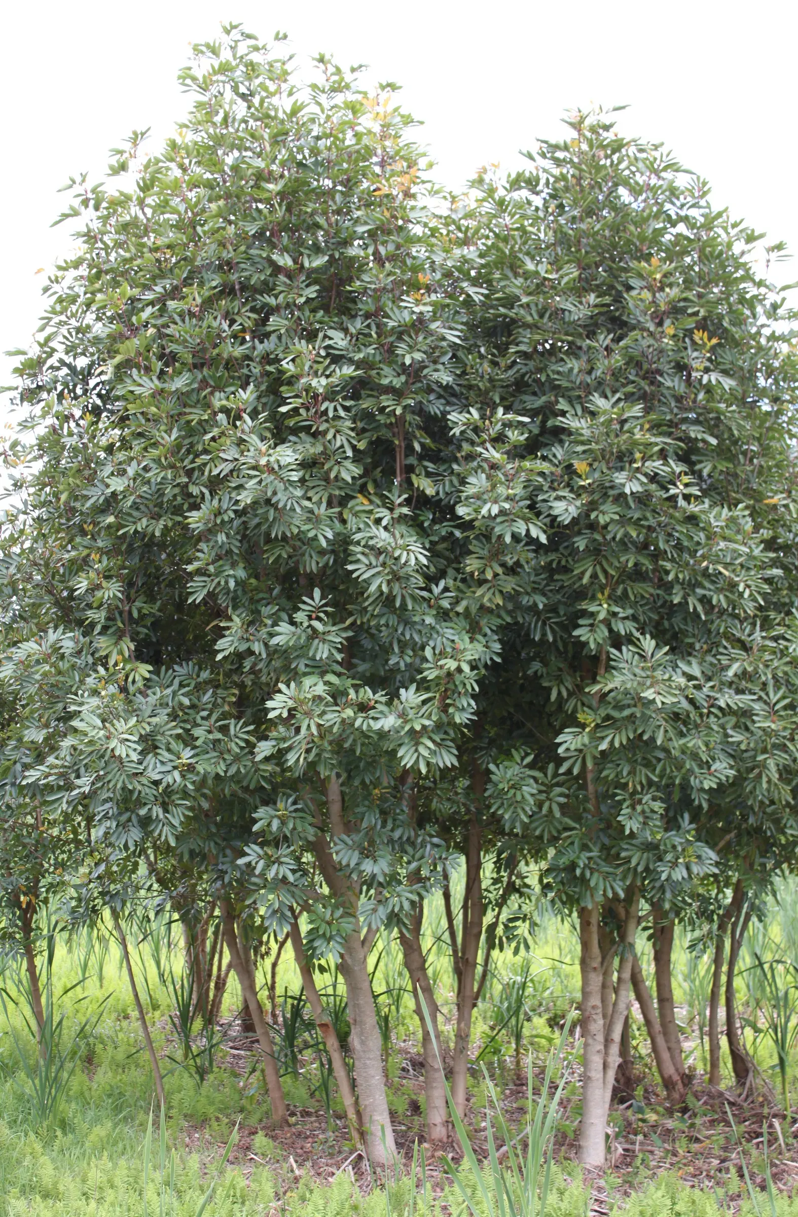 Red Alder (Alnus Rubra) — green and yellow flowers in the garden