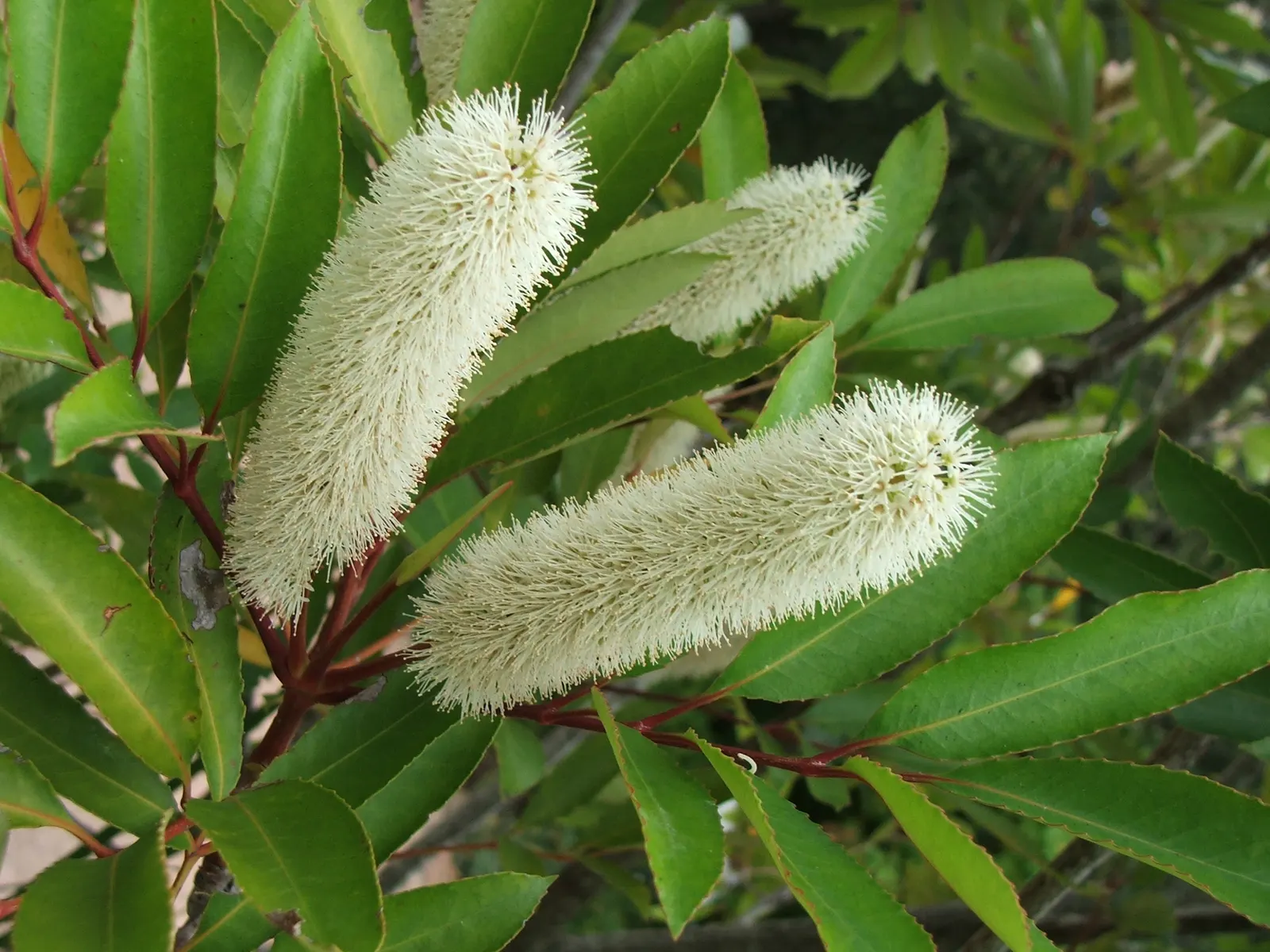 Red Alder (Alnus Rubra) — The tree's leaves are notable for their ovate shape and serrated edges; the Red Alder (Alnus rubra) is a deciduous tree esteemed for