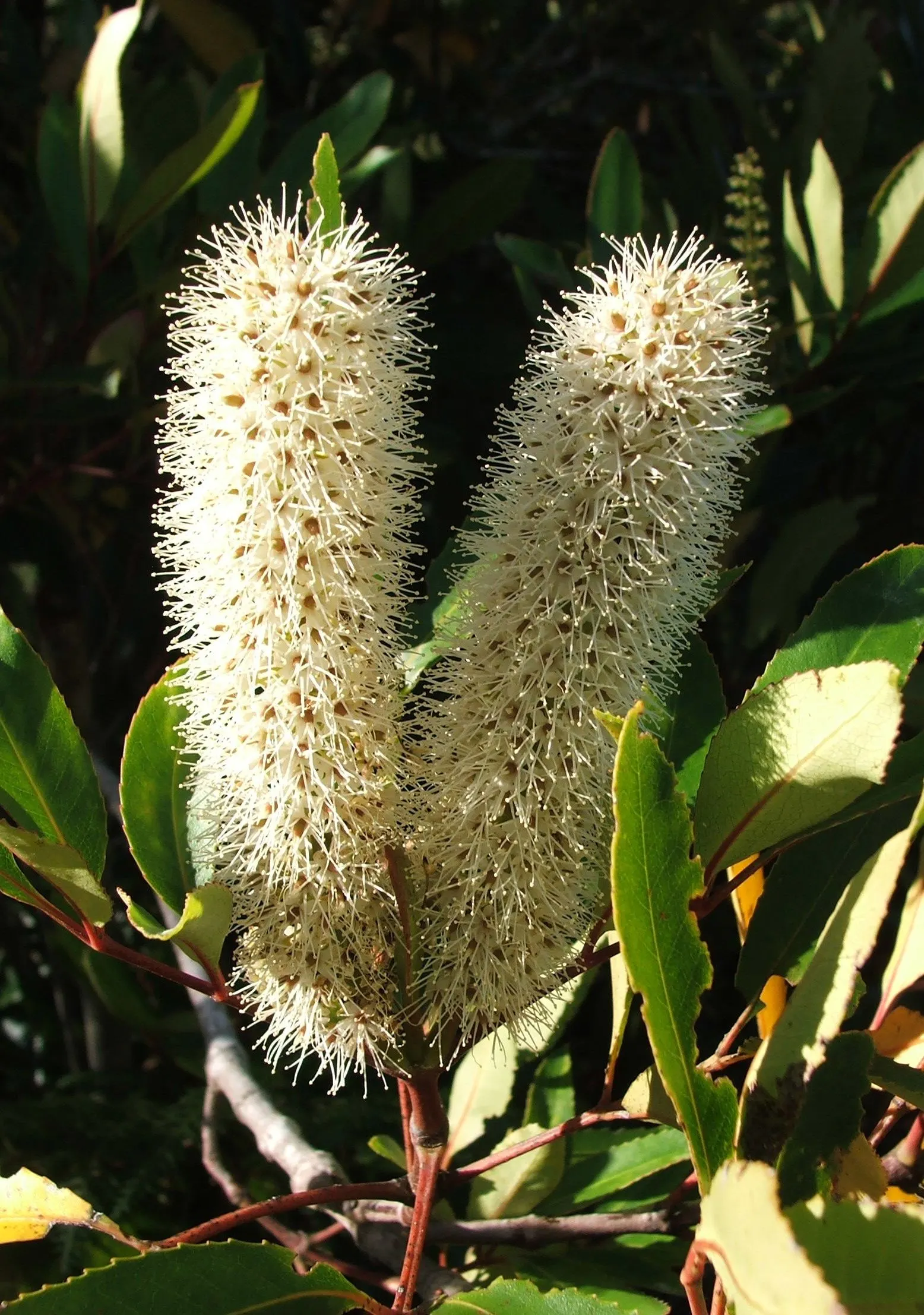 Red Alder (Alnus Rubra) — Their ideal hardiness zones range from 4 through 7