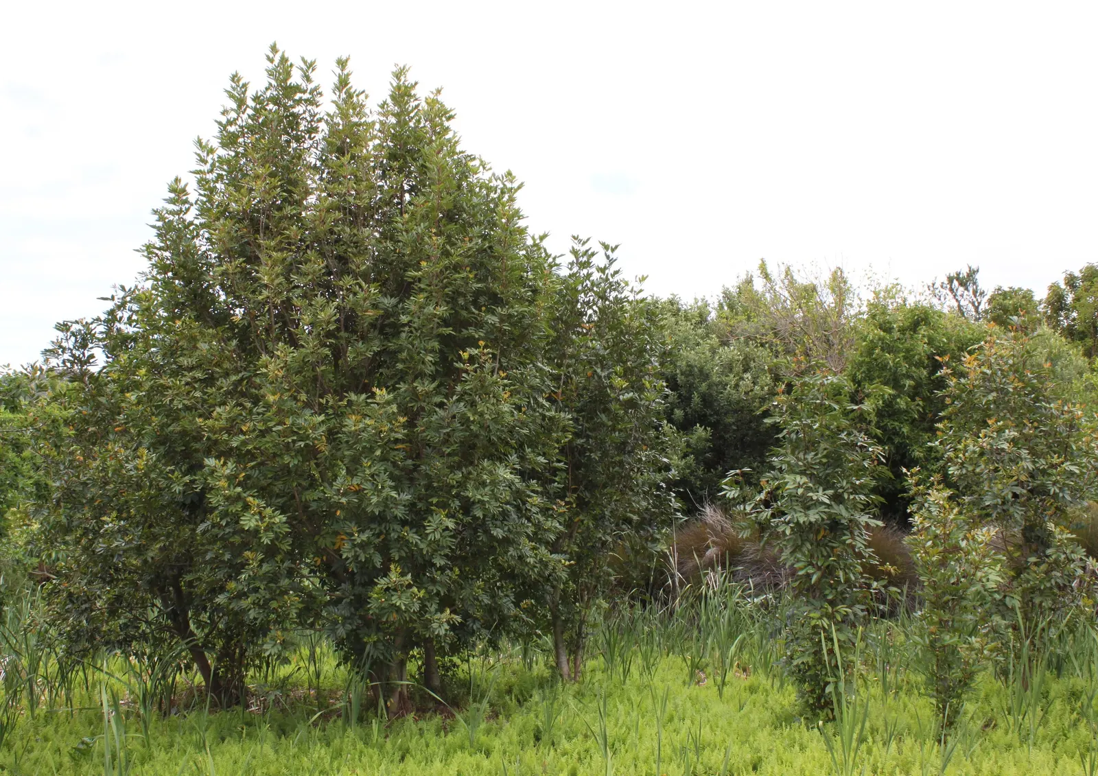 Red Alder (Alnus Rubra) — this stately tree casts a gentle shade; red Alders are adorned with clusters of catkins