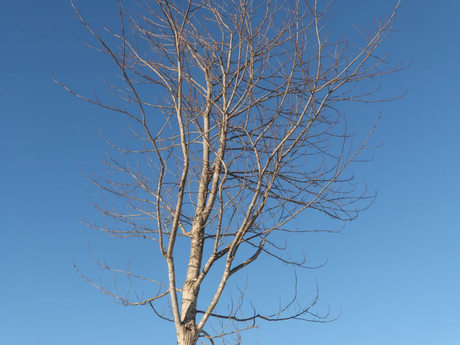 Red Alder (Alnus Rubra) — though they have a particular affinity for moist; which can significantly enrich nutrient-poor soils