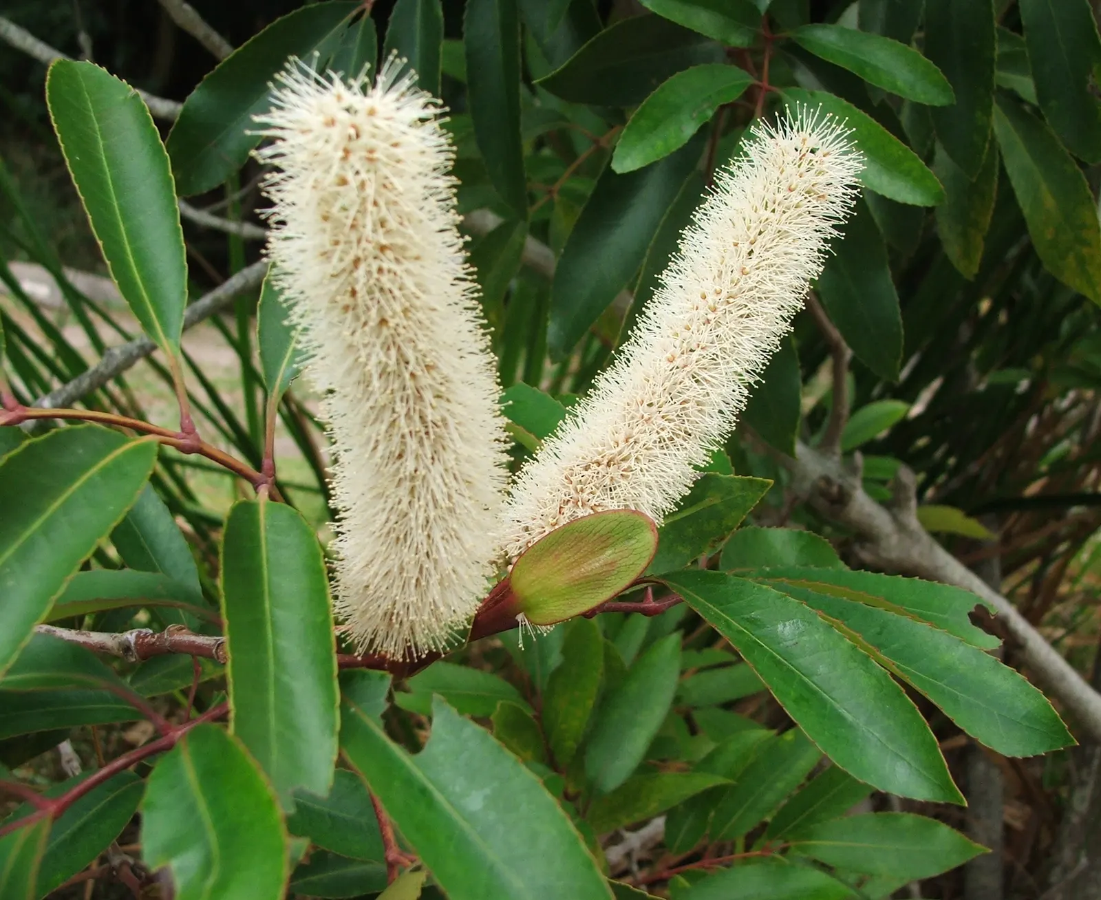 Red Alder (Alnus Rubra) — Gardeners should note their ability to fix atmospheric nitrogen