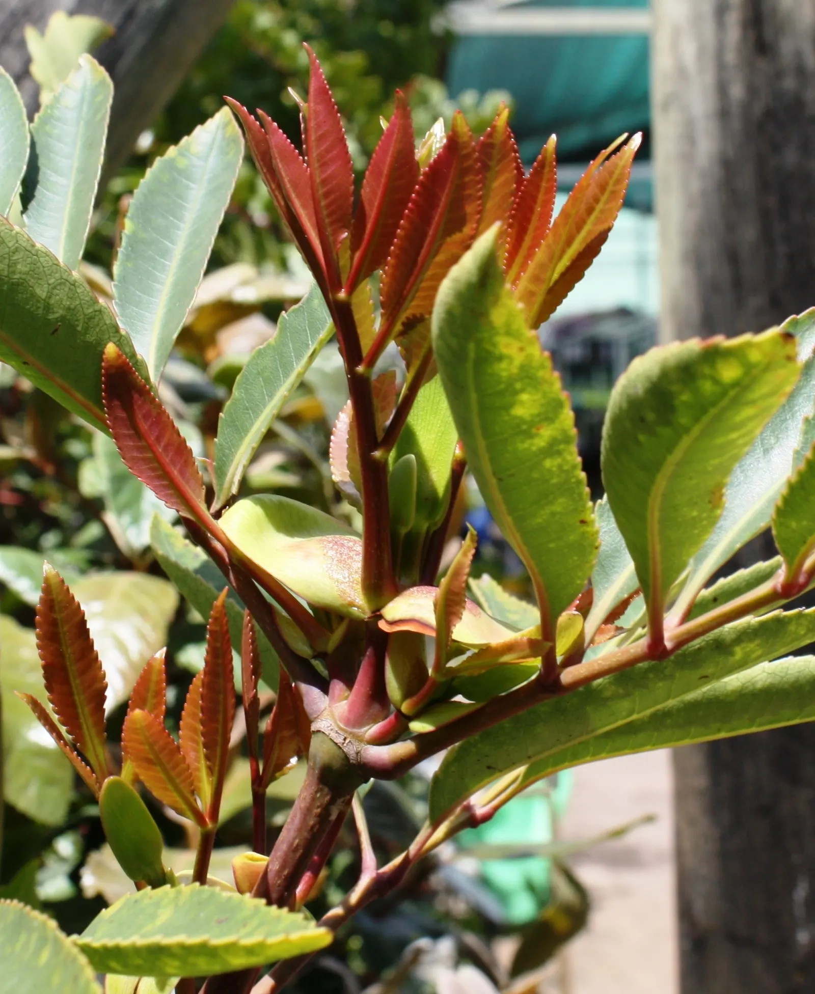 Red Alder (Alnus Rubra) — suitable for understory plantings.<br><br>Its bark showcases hues of gray and white; gardeners should note their ability to fix