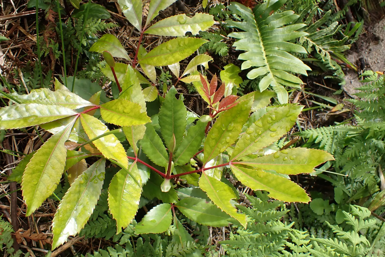 Red Alder (Alnus Rubra) — Red Alders are adorned with clusters of catkins