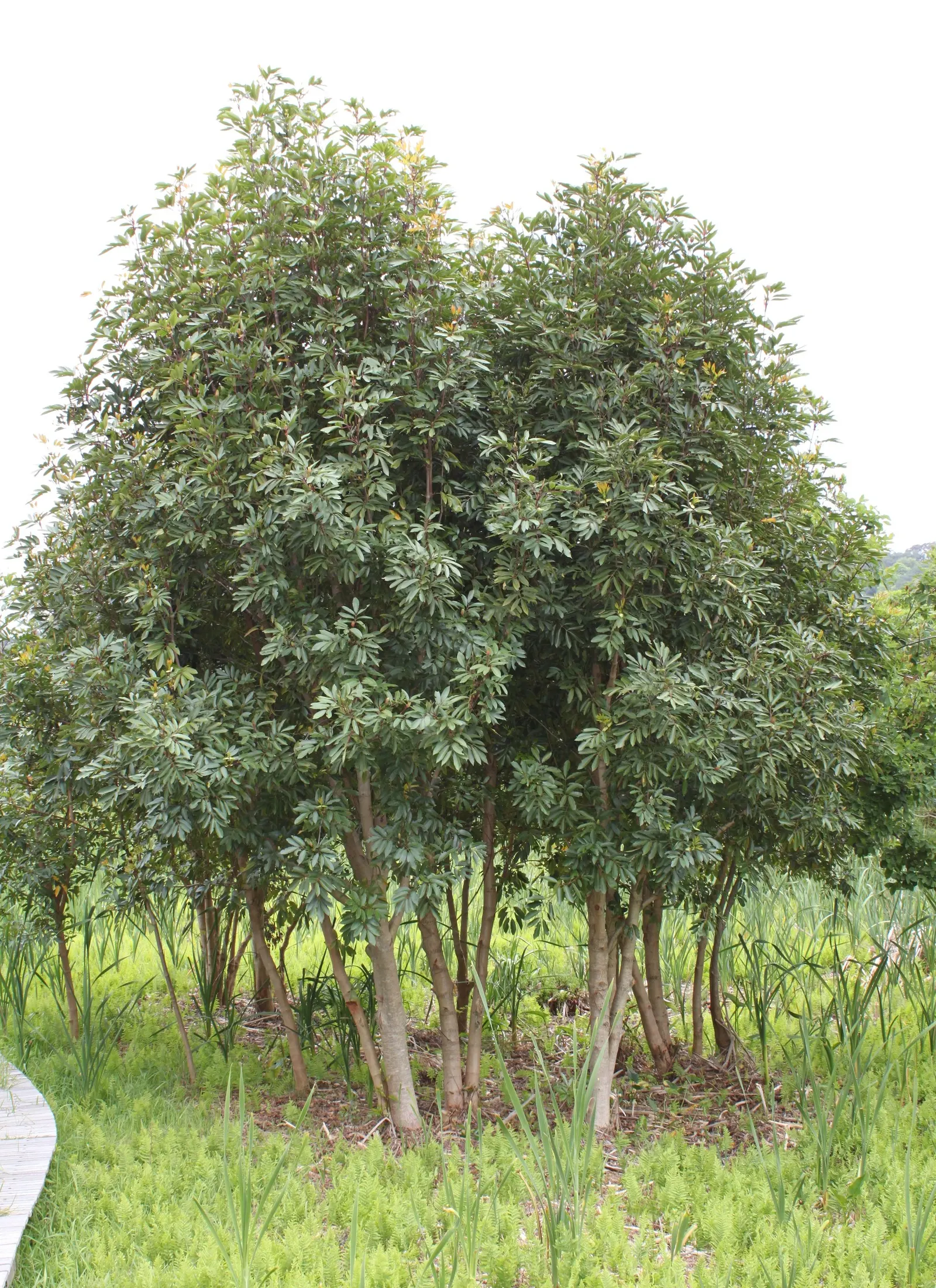 Red Alder (Alnus Rubra) — Their ideal hardiness zones range from 4 through 7; noted for its smooth gray bark and serrated leaves, it features catkins and small