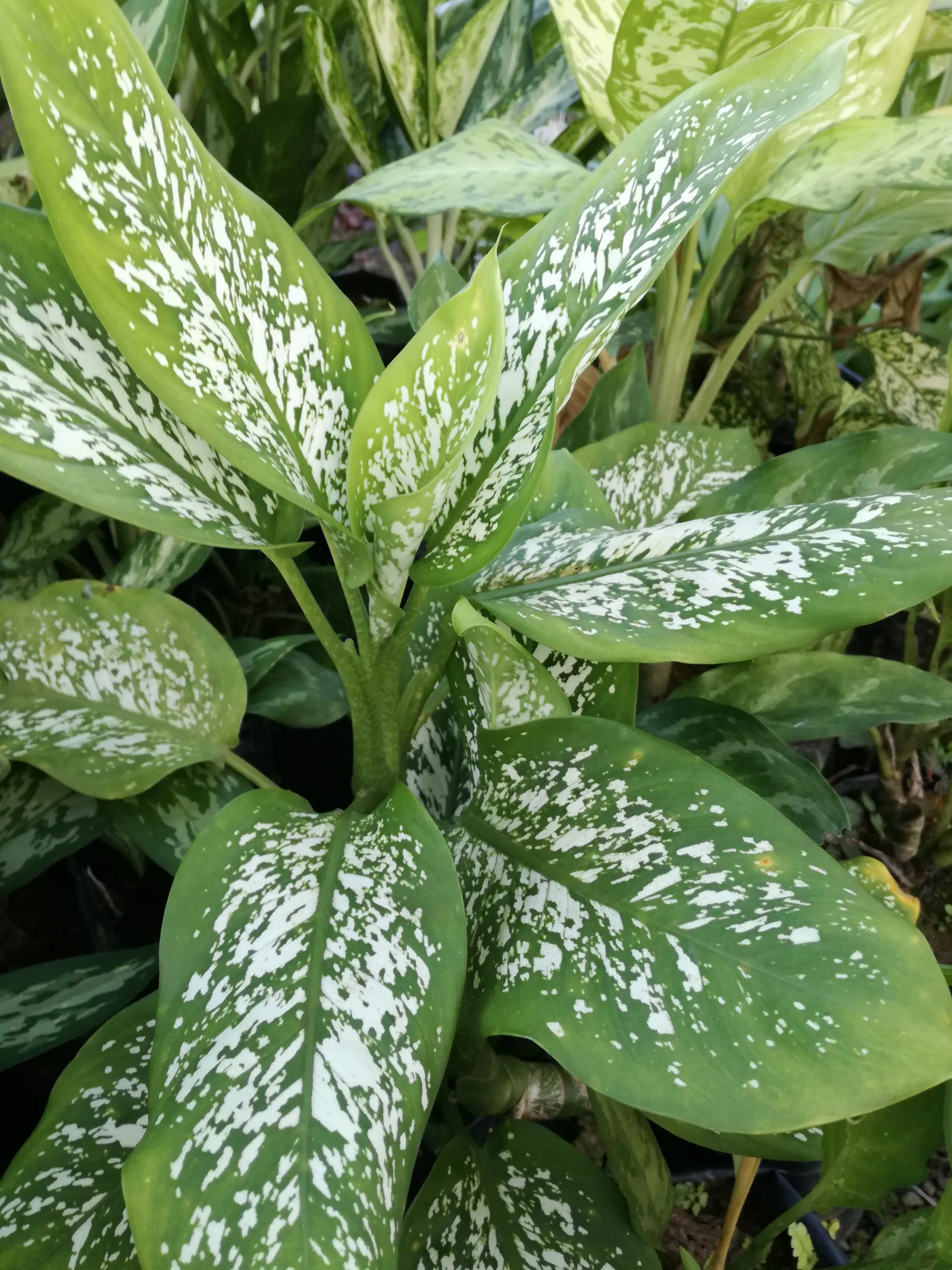 Dieffenbachia, Dumb Cane (Dieffenbachia Maculata) — It's well-regarded for its ease of care and its vivid patterned leaves