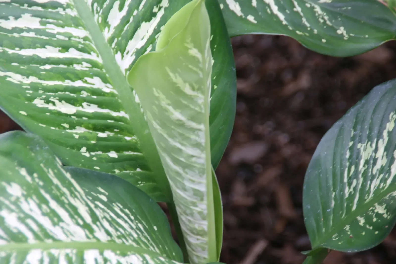 Dieffenbachia, Dumb Cane (Dieffenbachia Maculata) — Ideal for adding a tropical feel to interior landscapes