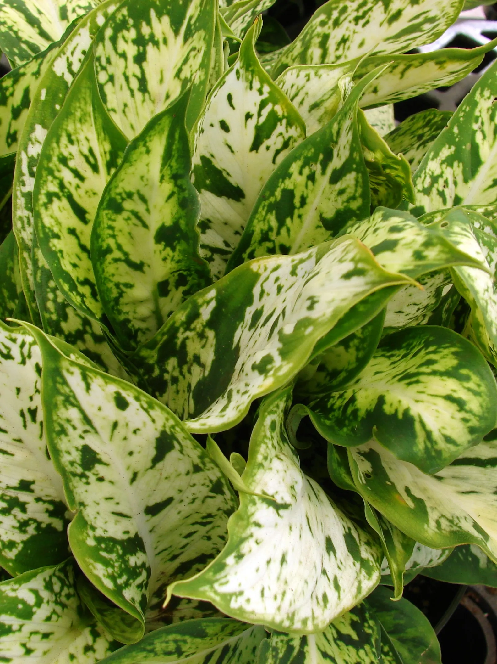 Dieffenbachia, Dumb Cane (Dieffenbachia Maculata) — The Dieffenbachia maculata, commonly known as Dumb Cane, is a striking and popular foliage houseplant