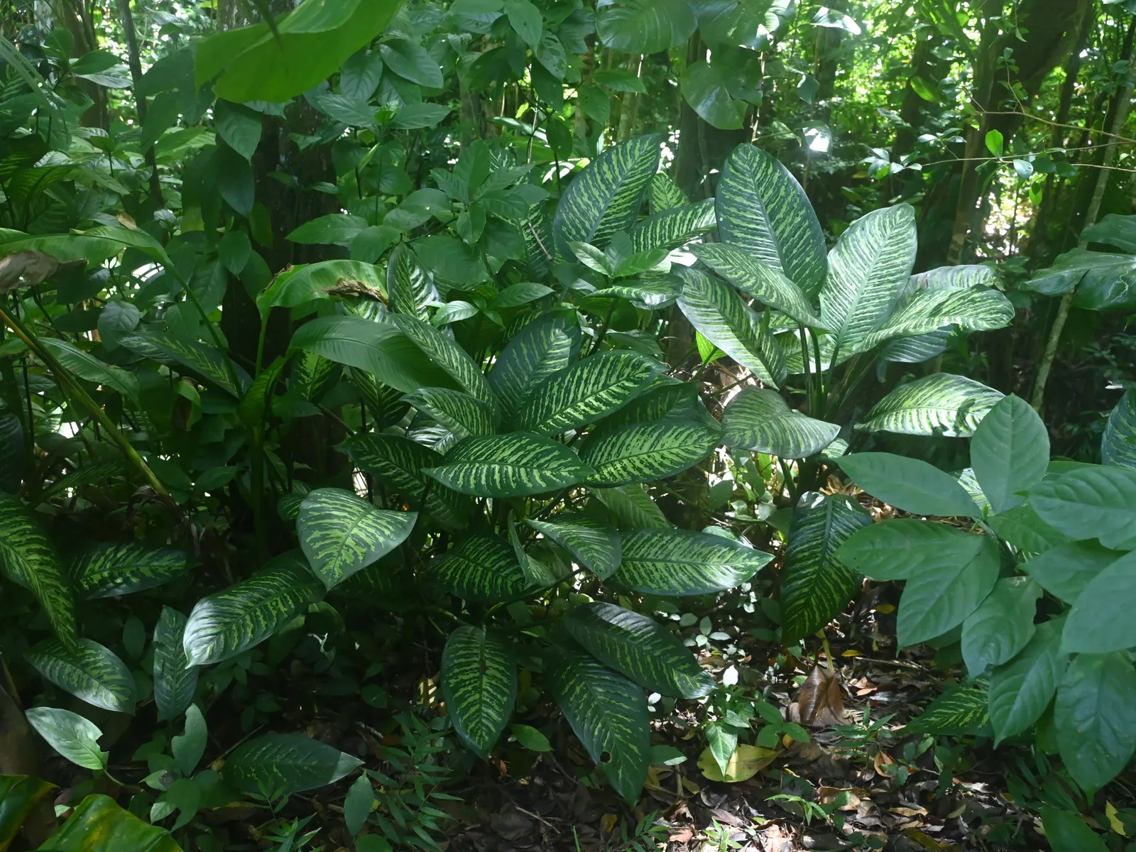 Dieffenbachia, Dumb Cane (Dieffenbachia Maculata) — this perennial is native to the tropical forests of Central and South America where it thrives in a warm