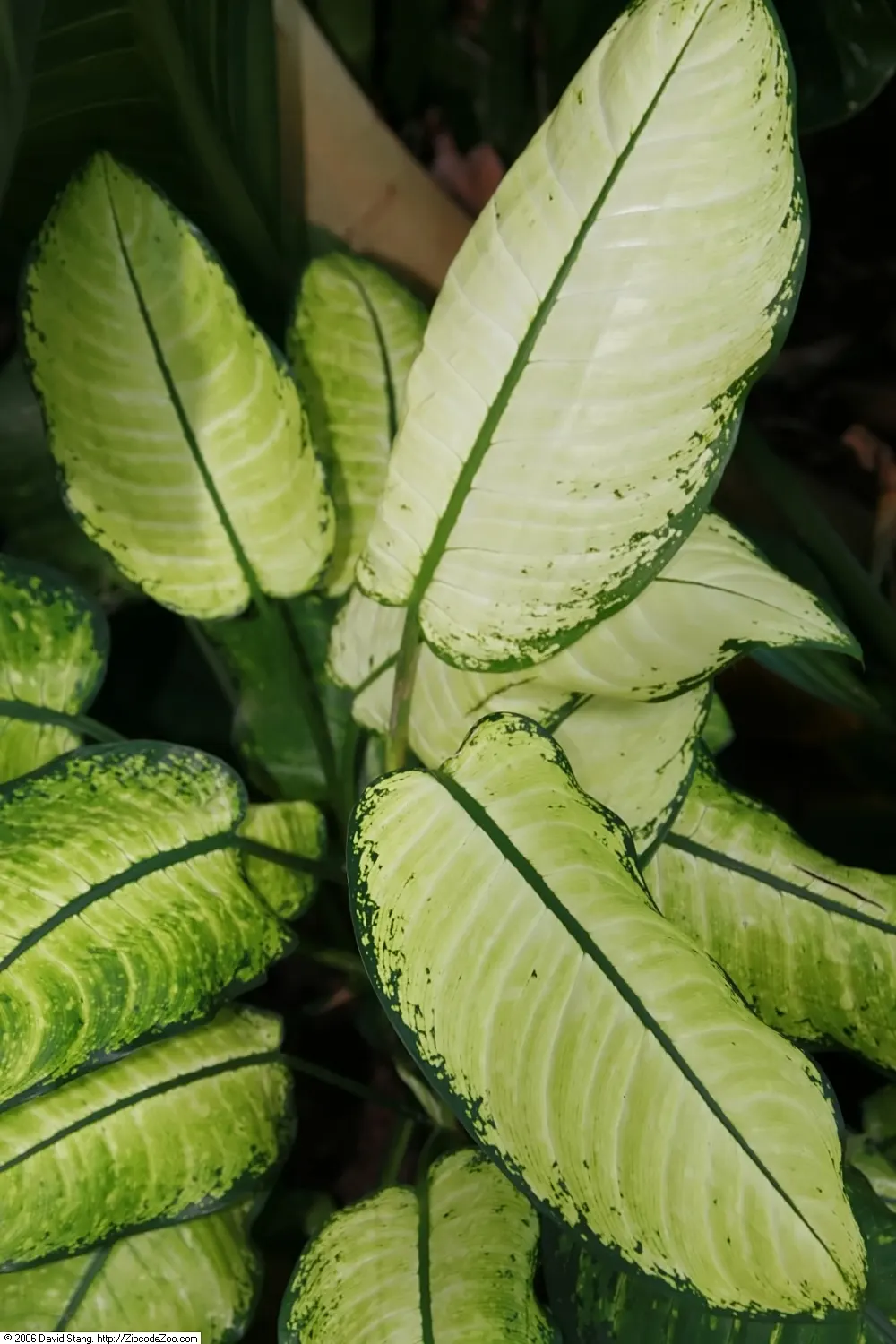 Dieffenbachia, Dumb Cane (Dieffenbachia Maculata) — commonly known as Dumb Cane