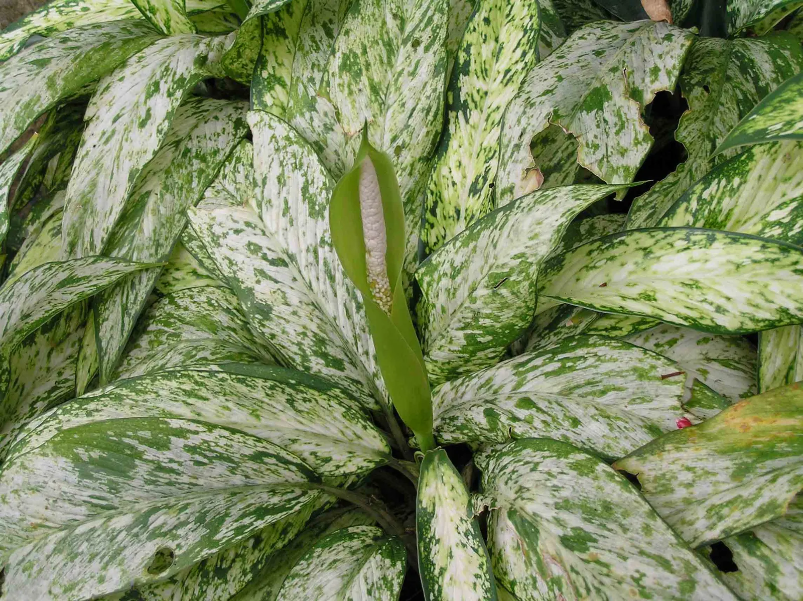 Dieffenbachia, Dumb Cane (Dieffenbachia Maculata) — and its leaves can grow up to 12 inches long and 7 inches wide.<br><br>Part of the Araceae family